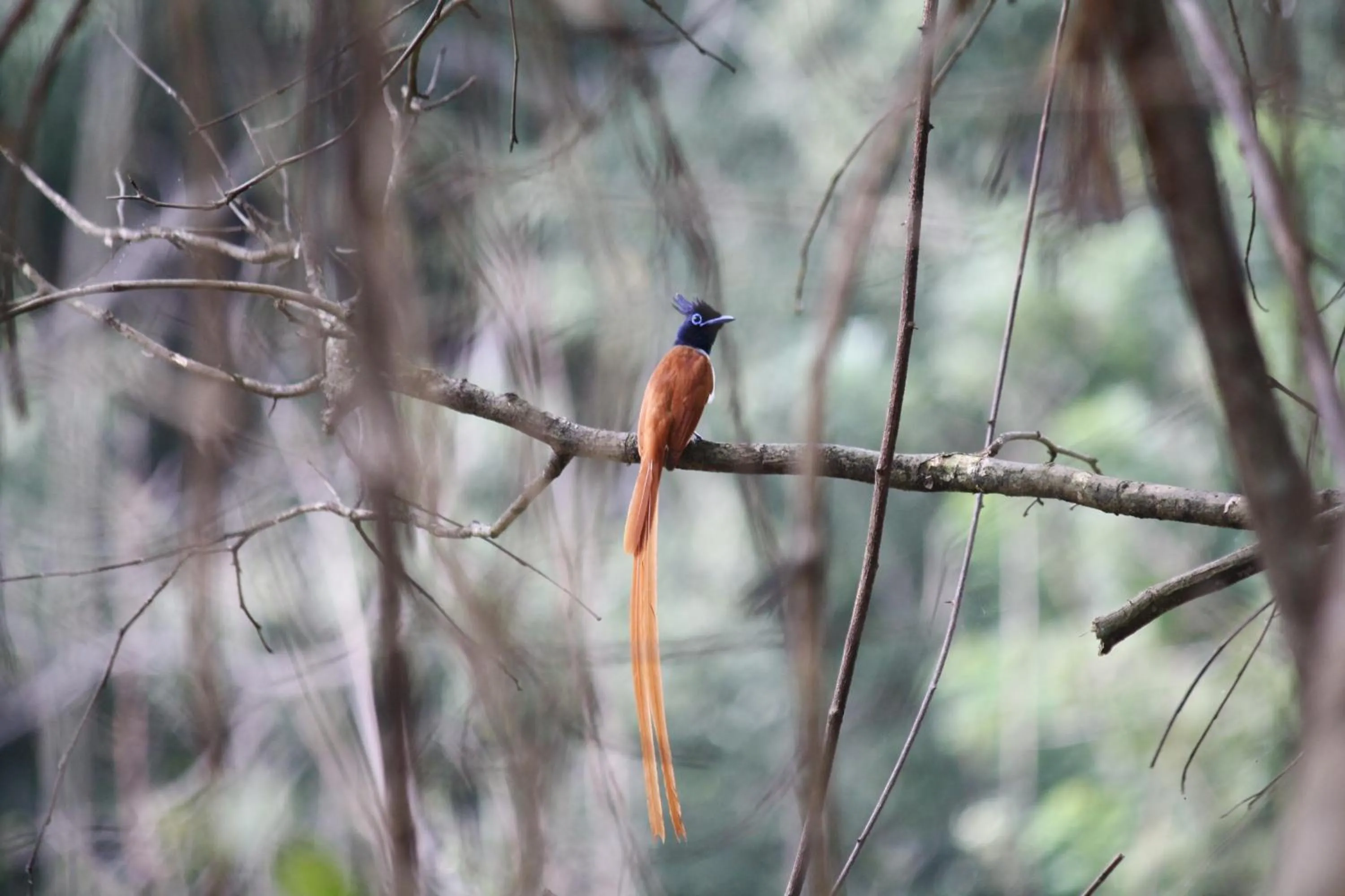 Animals in Liyon Rest sigiriya