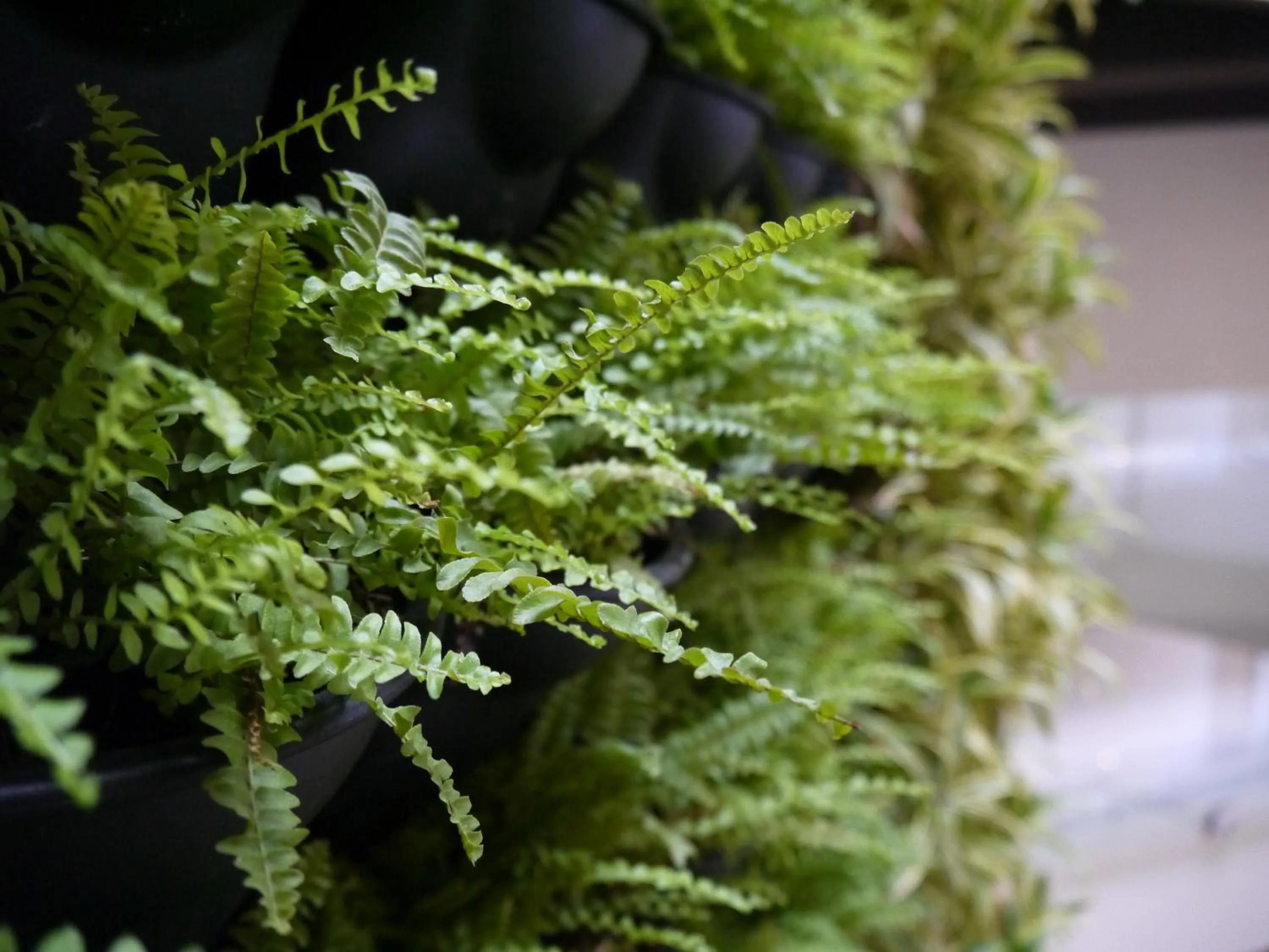 Green Hotel - Fengjia