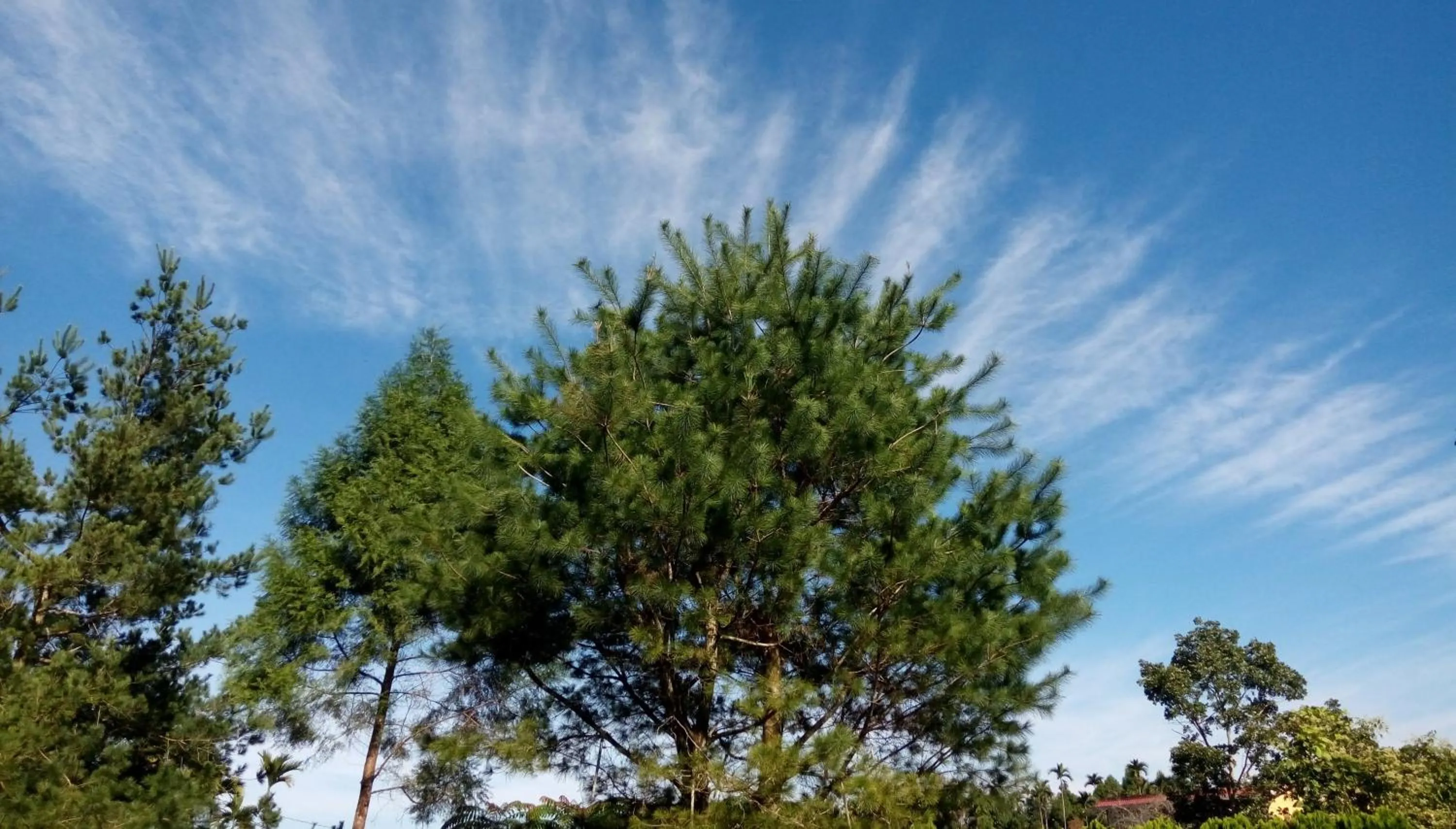 Garden view in Sitou Peach Villa B&B