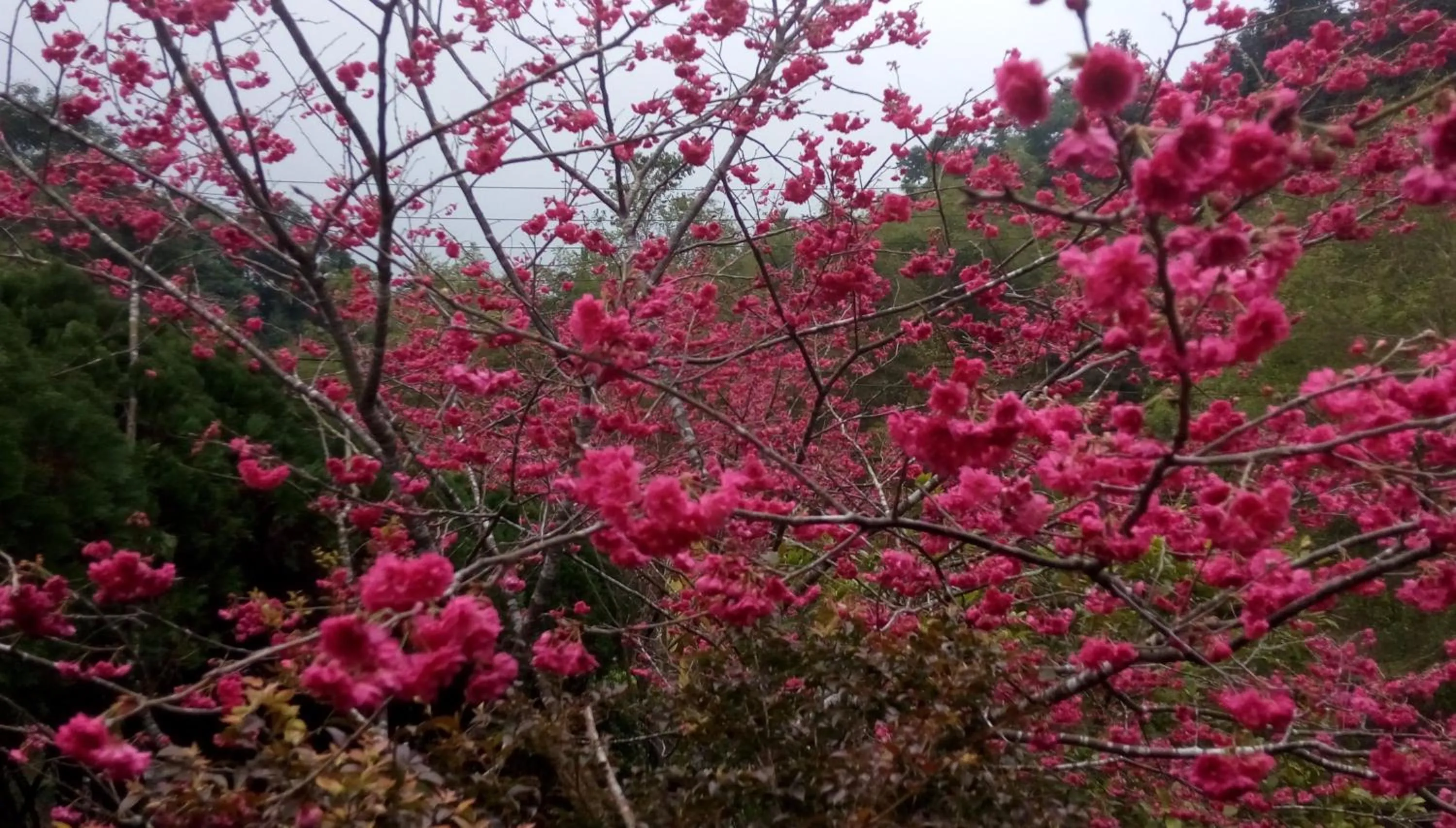 Garden in Sitou Peach Villa B&B