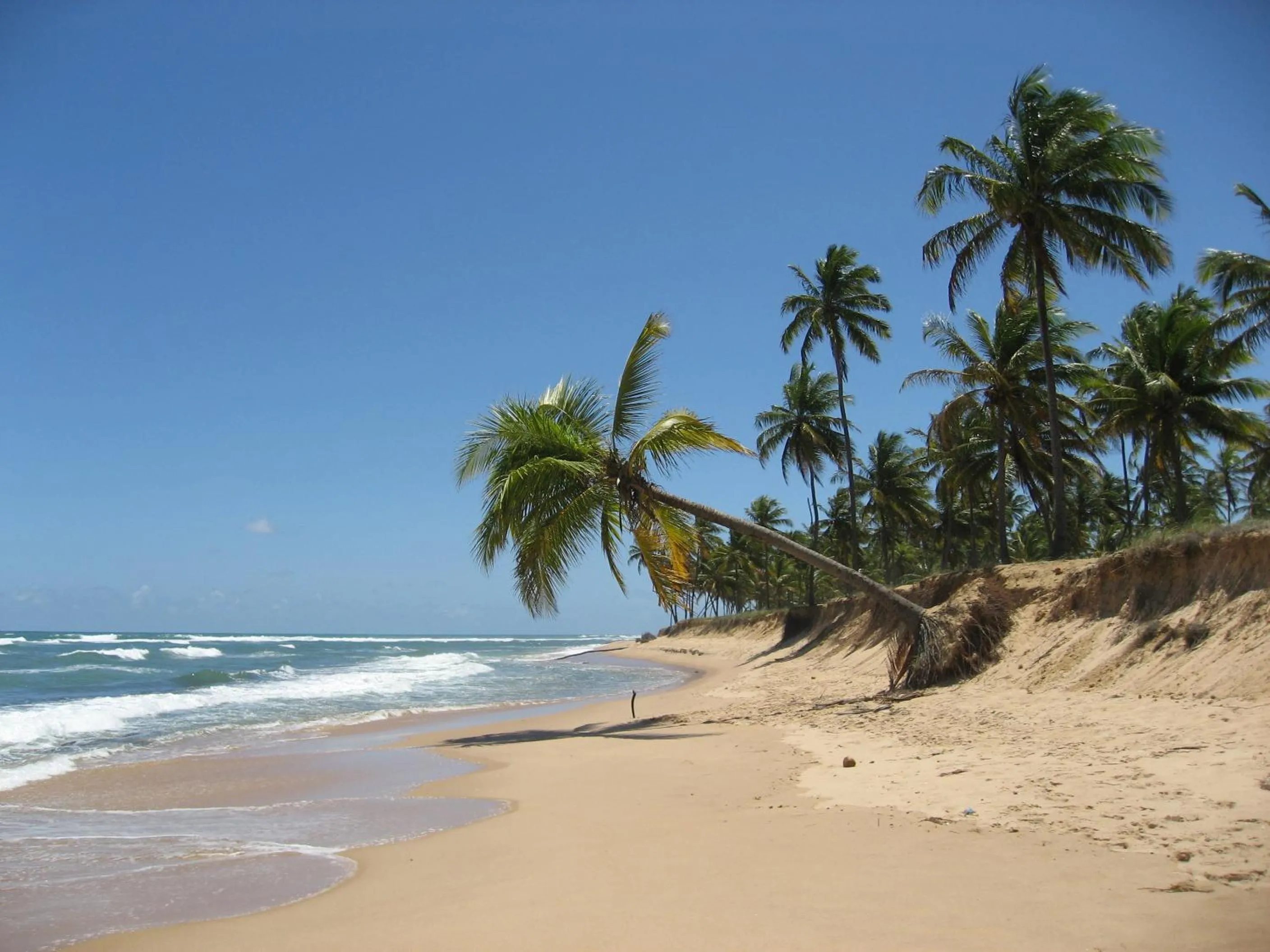 Paribahia