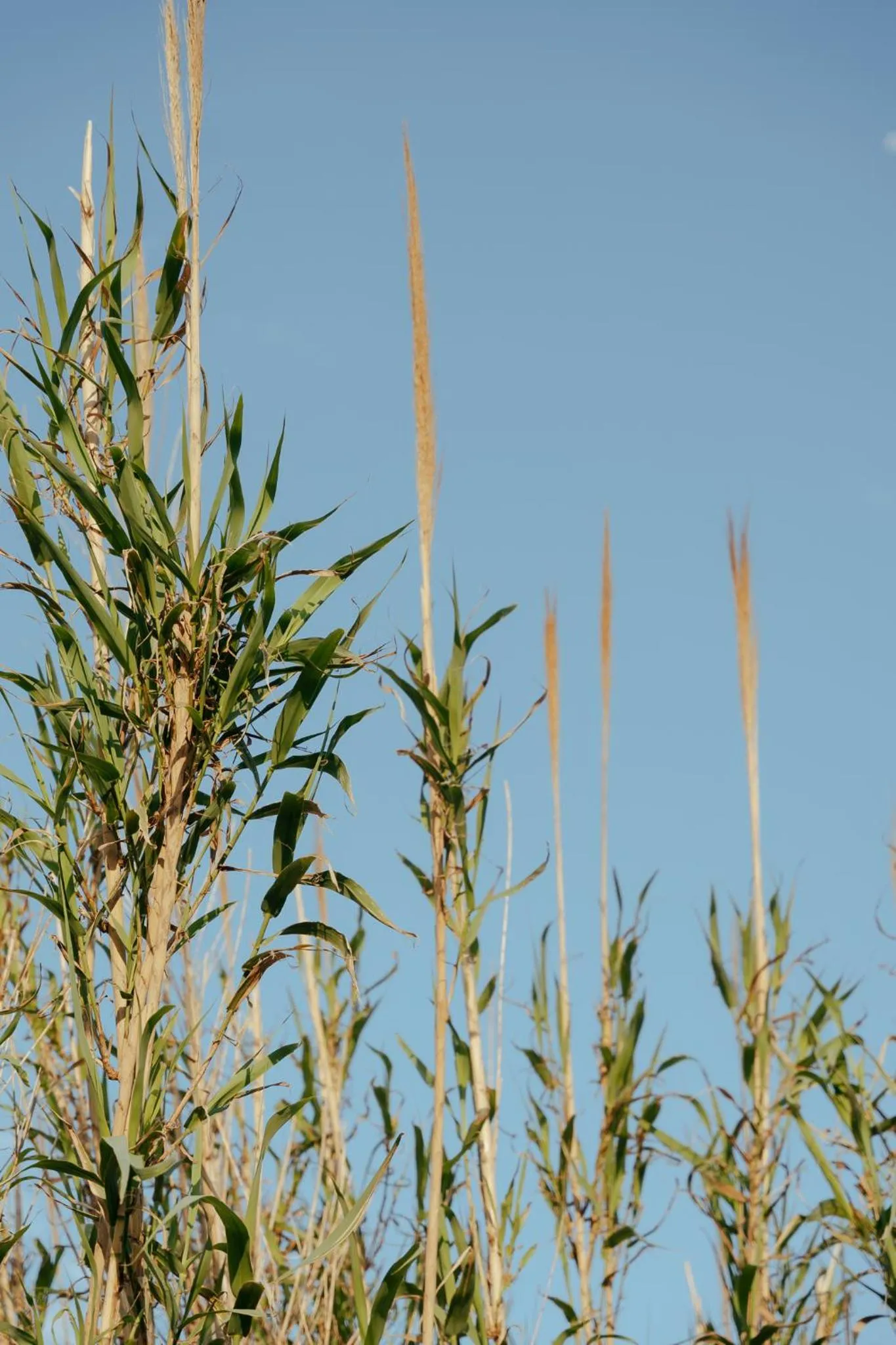 Natural landscape in Le Domaine de la mer - Beach hotel Nature&Authenticité Hyères