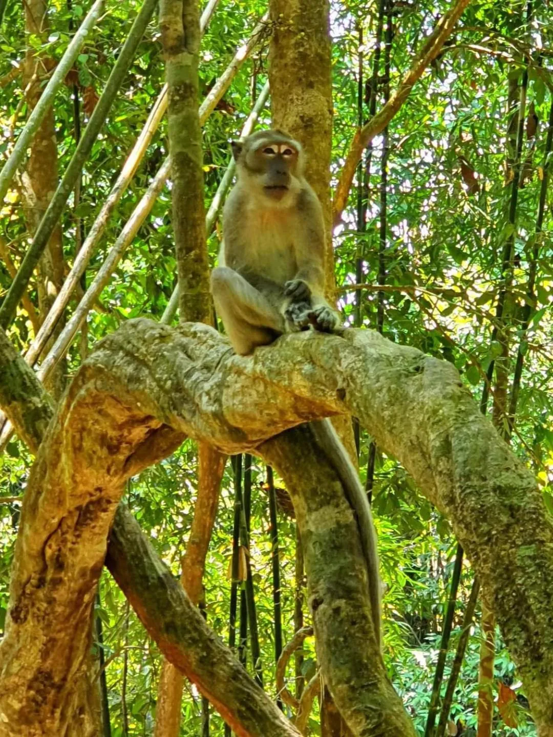 Activities in Khao Sok Country Resort