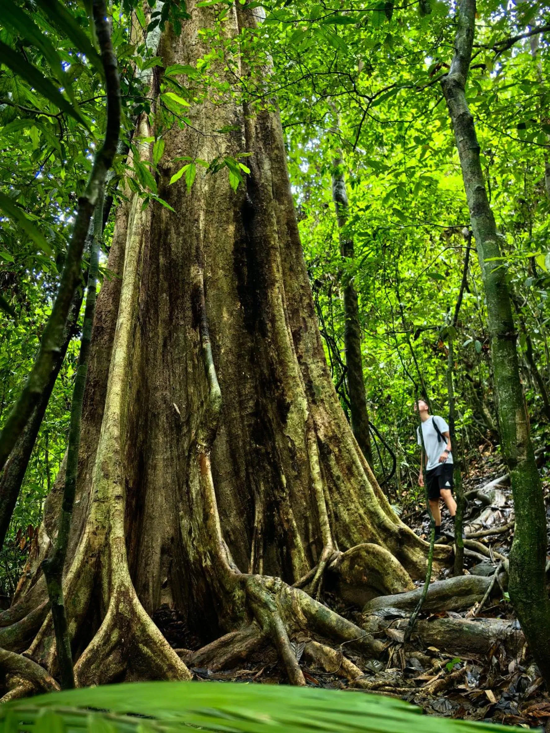 Nearby landmark in Khao Sok Country Resort
