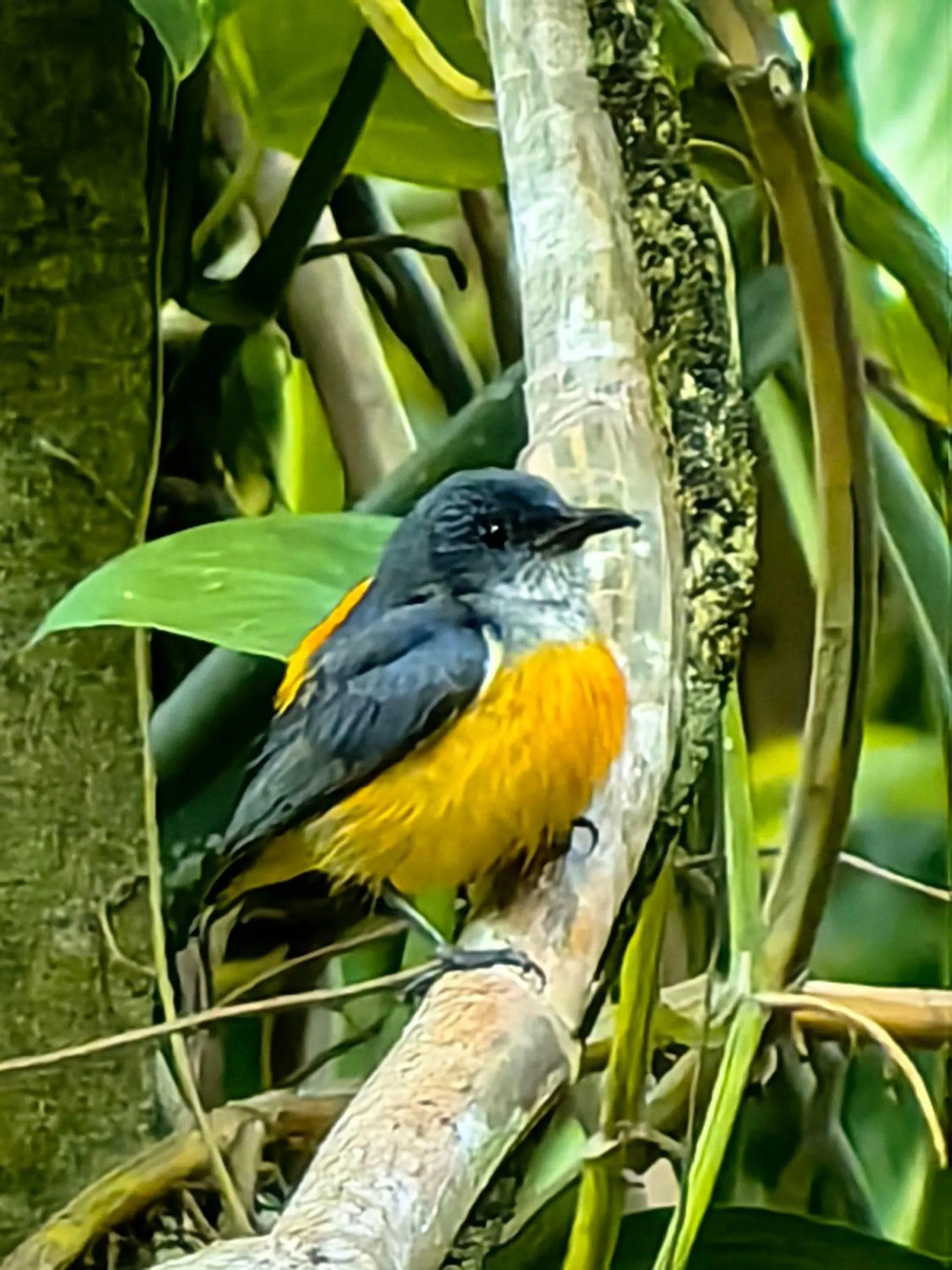Inner courtyard view in Khao Sok Country Resort