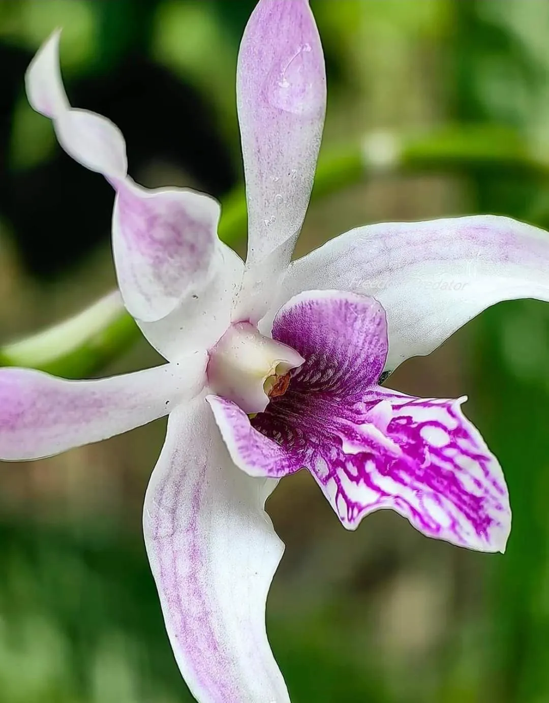 Garden in Khao Sok Country Resort