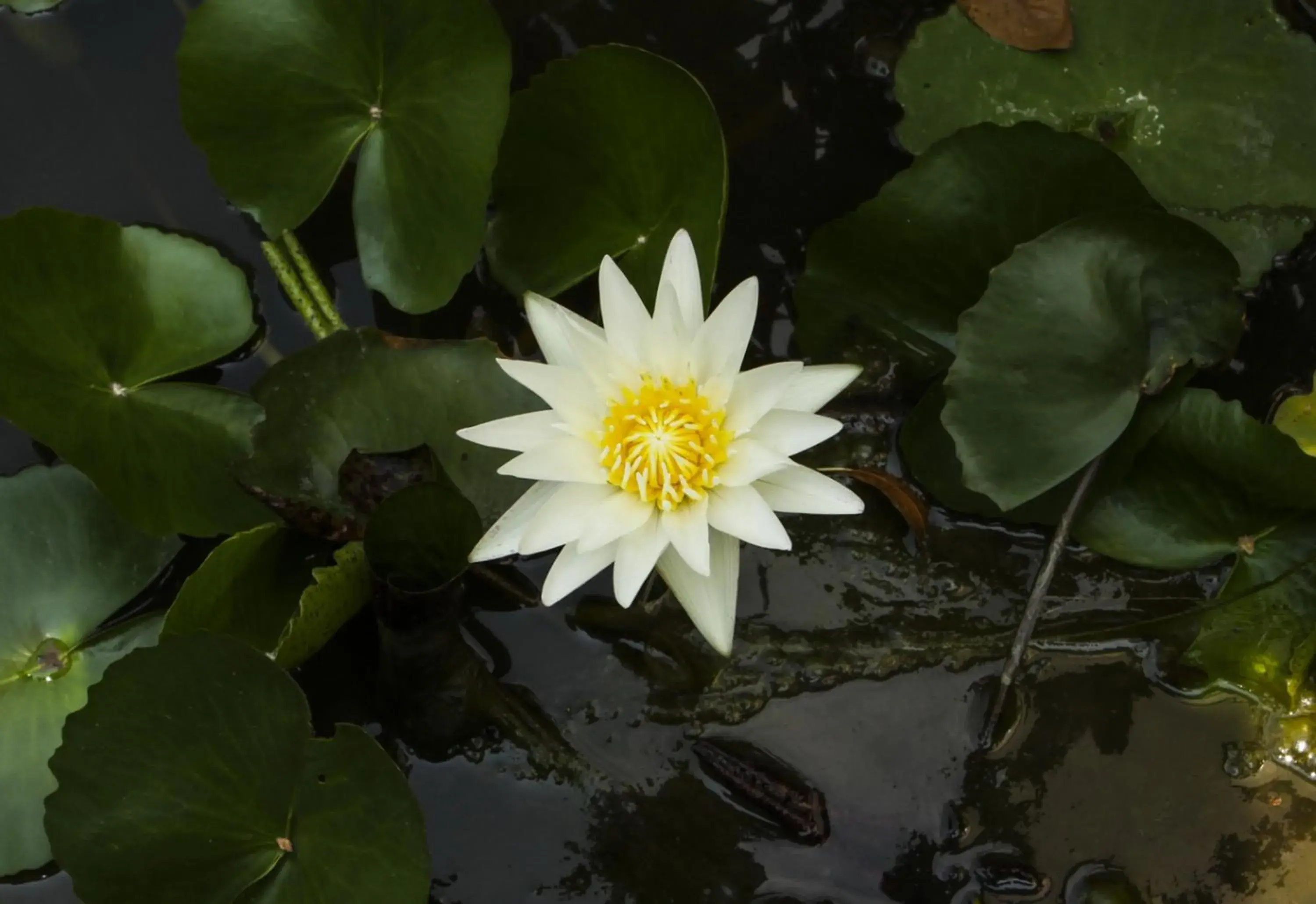 Garden view in U Tiny Boutique Hotel Suvarnabhumi Bangkok - SHA Plus Garden view in U Tiny Boutique Hotel Suvarnabhumi Bangkok - SHA Plus