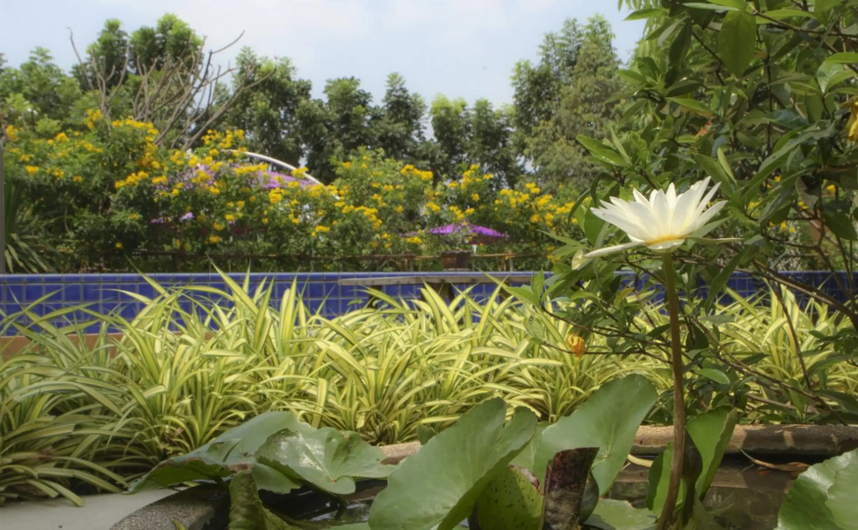 Pool view in U Tiny Boutique Hotel Suvarnabhumi Bangkok - SHA Plus Pool view in U Tiny Boutique Hotel Suvarnabhumi Bangkok - SHA Plus