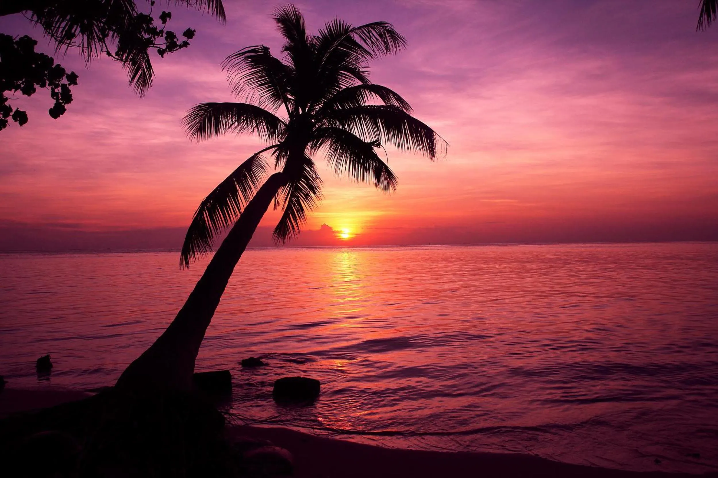 Night in Tropic Tree Maldives