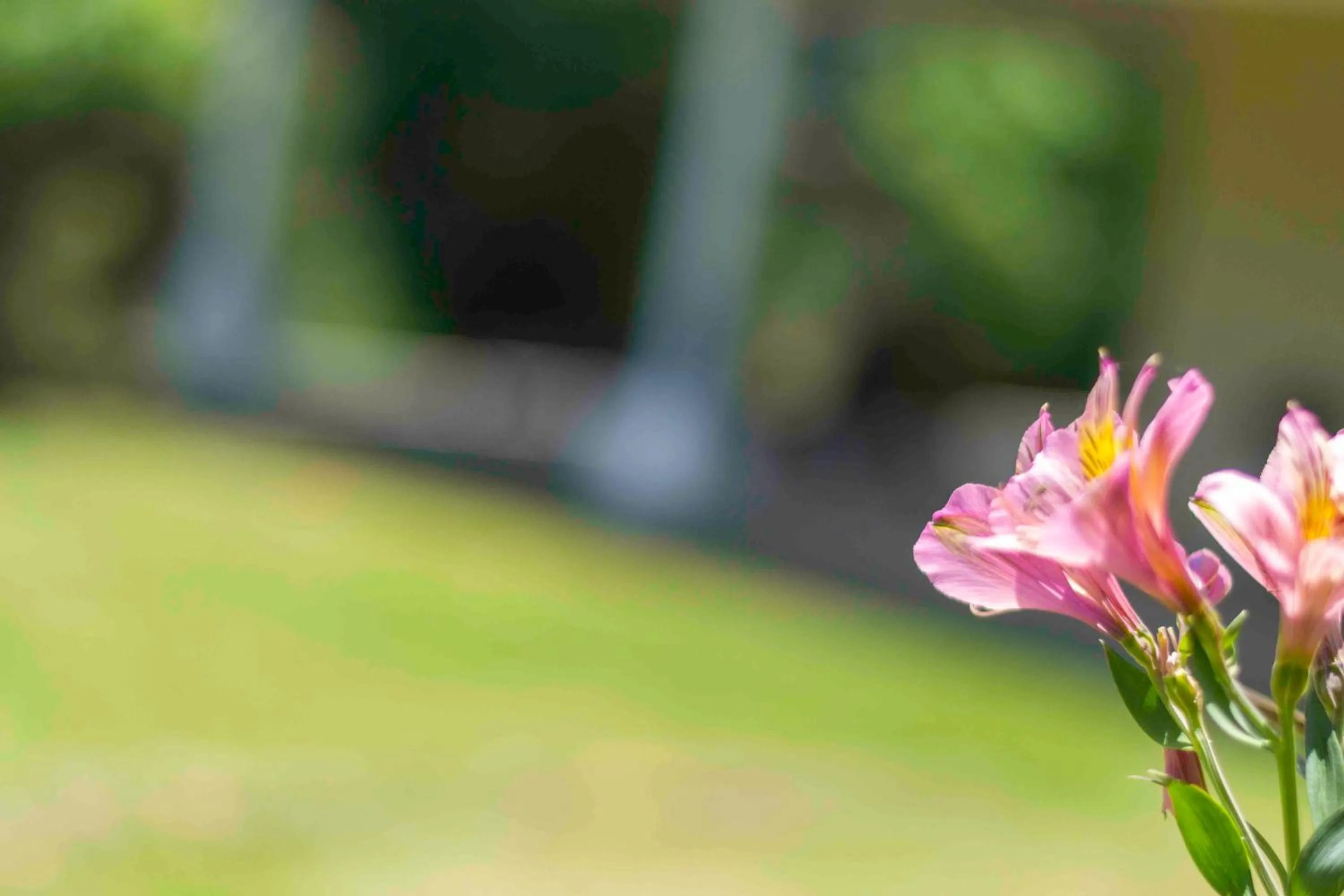 Garden in Arum Hill Lodge