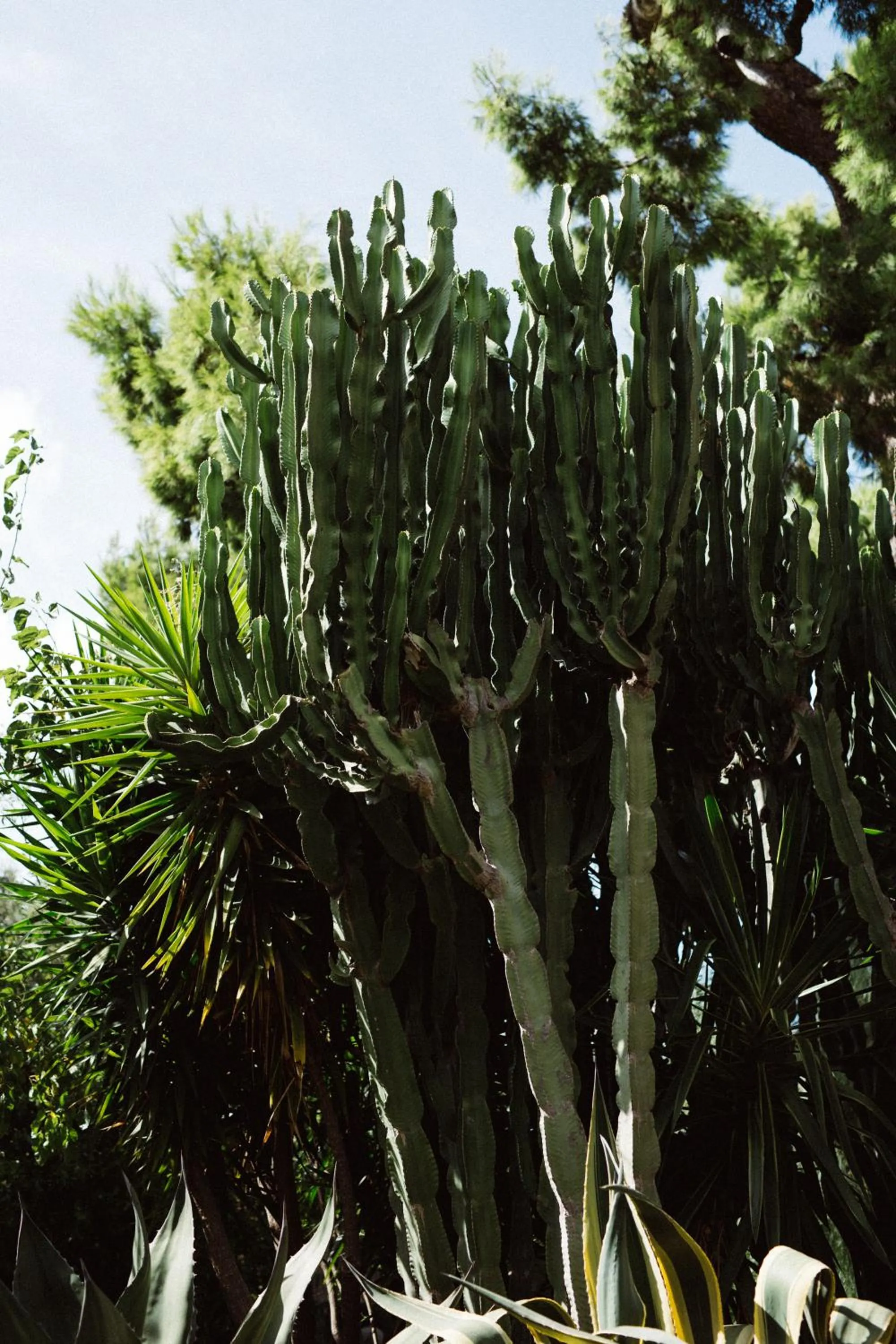 Capo Santa Fortunata