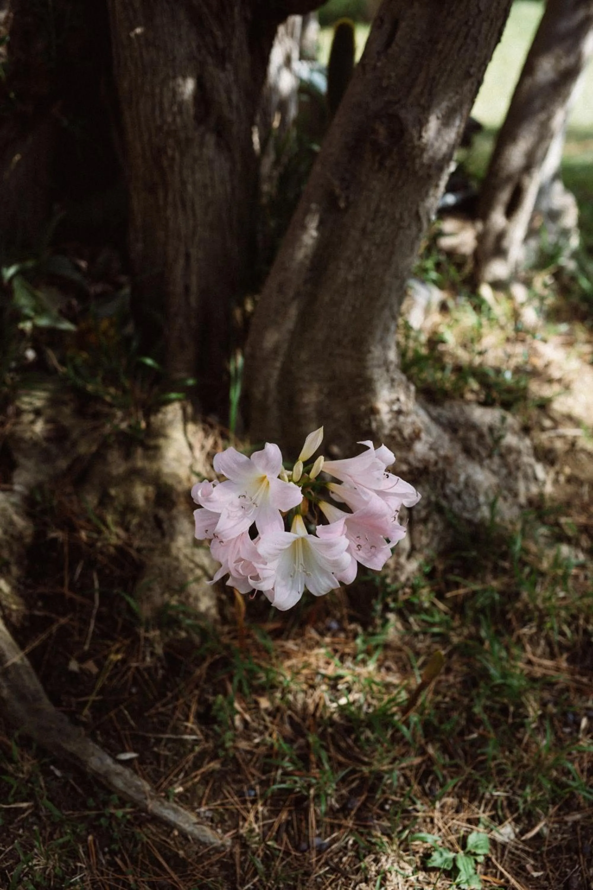 Capo Santa Fortunata