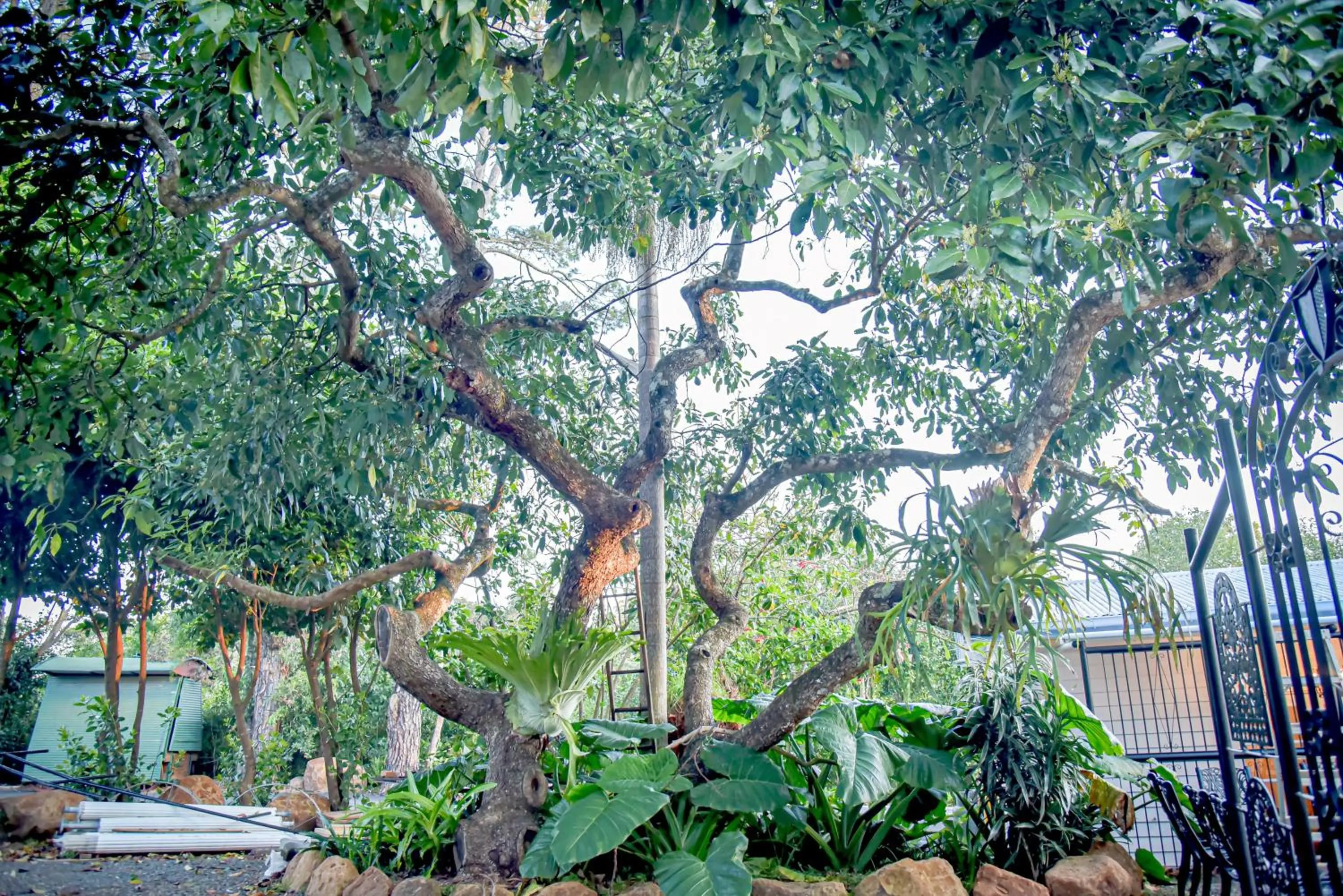 Garden in Memory Lane Accommodation