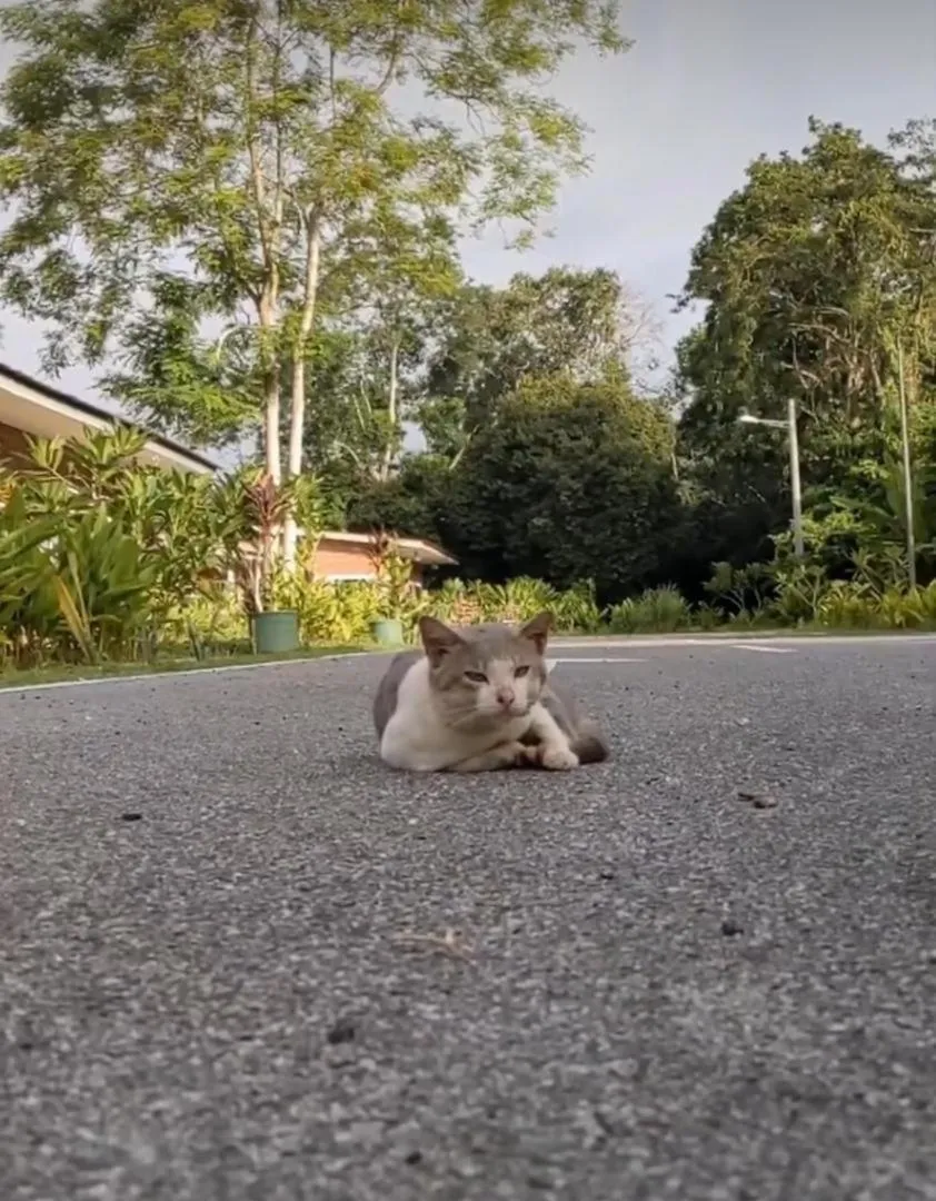 Pets in Rouhi Retreats By Doulos