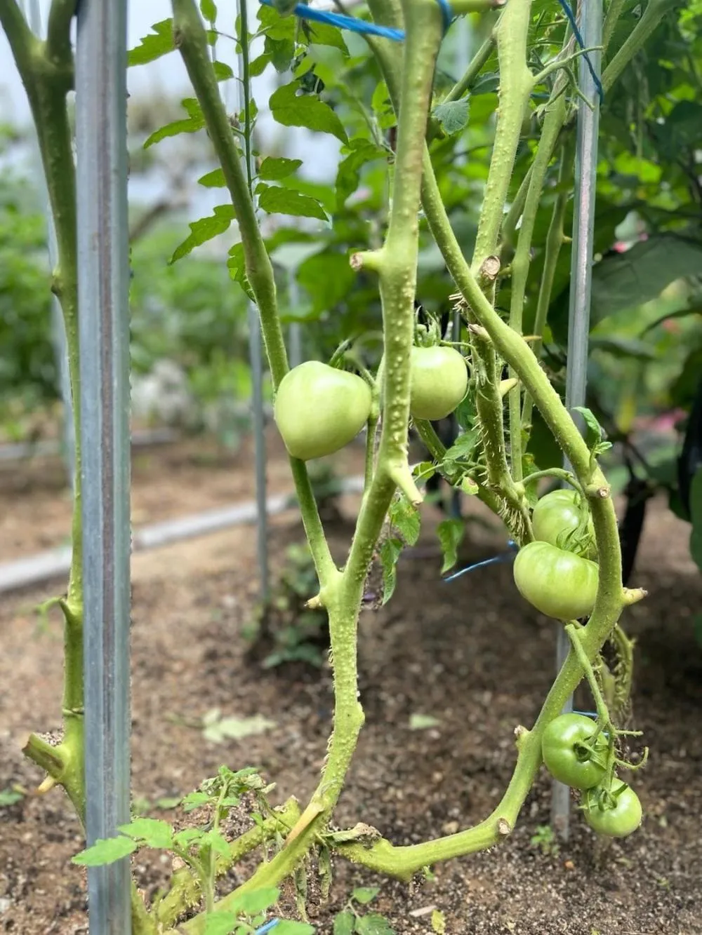 Gunsan Seongsanae Pension
