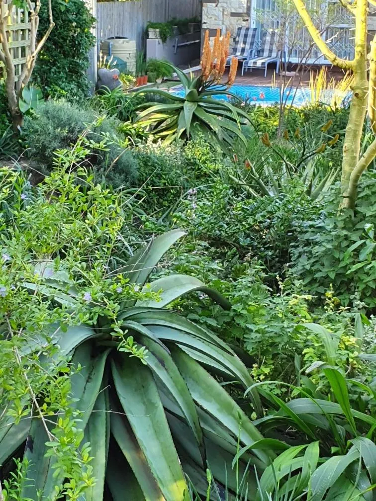 Garden in Hillscapes Guesthouse