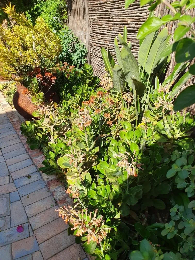 Garden in Hillscapes Guesthouse
