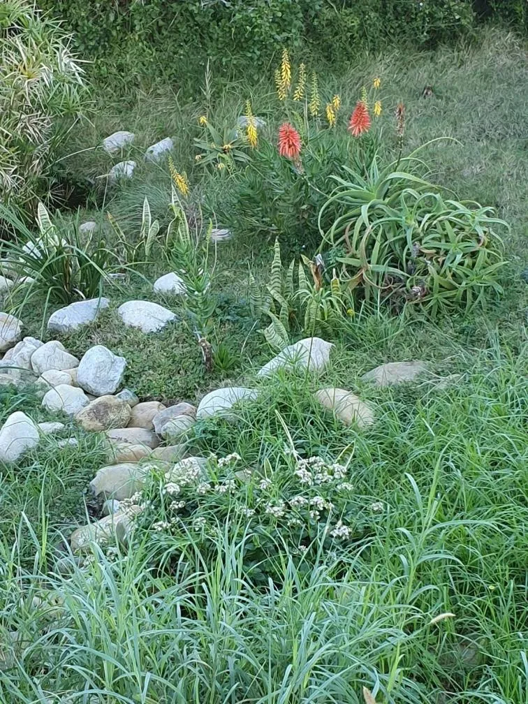 Garden in Hillscapes Guesthouse