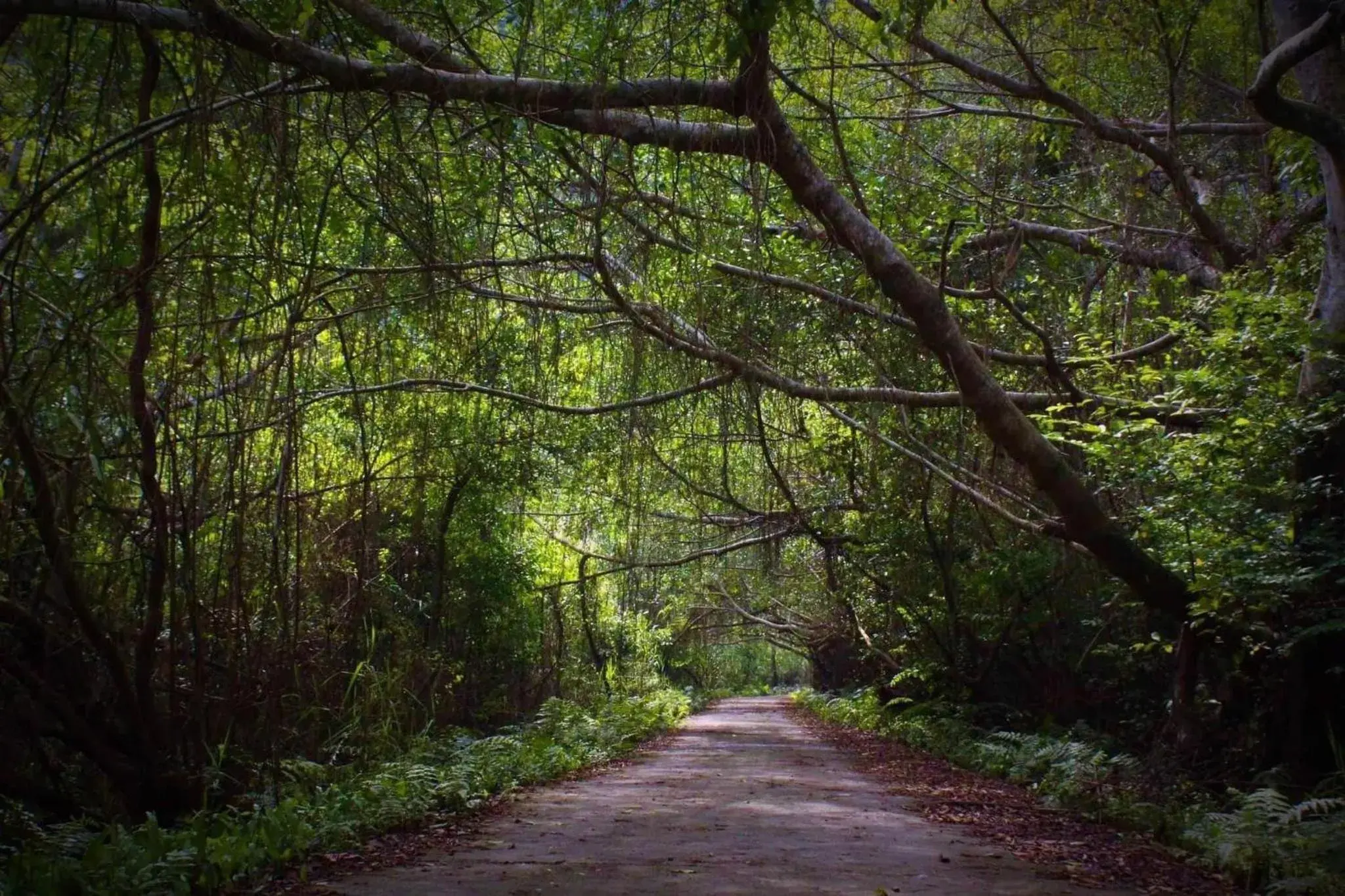 Natural landscape in Maison Cat Ba Bay View Villa Natural landscape in Maison Cat Ba Bay View Villa