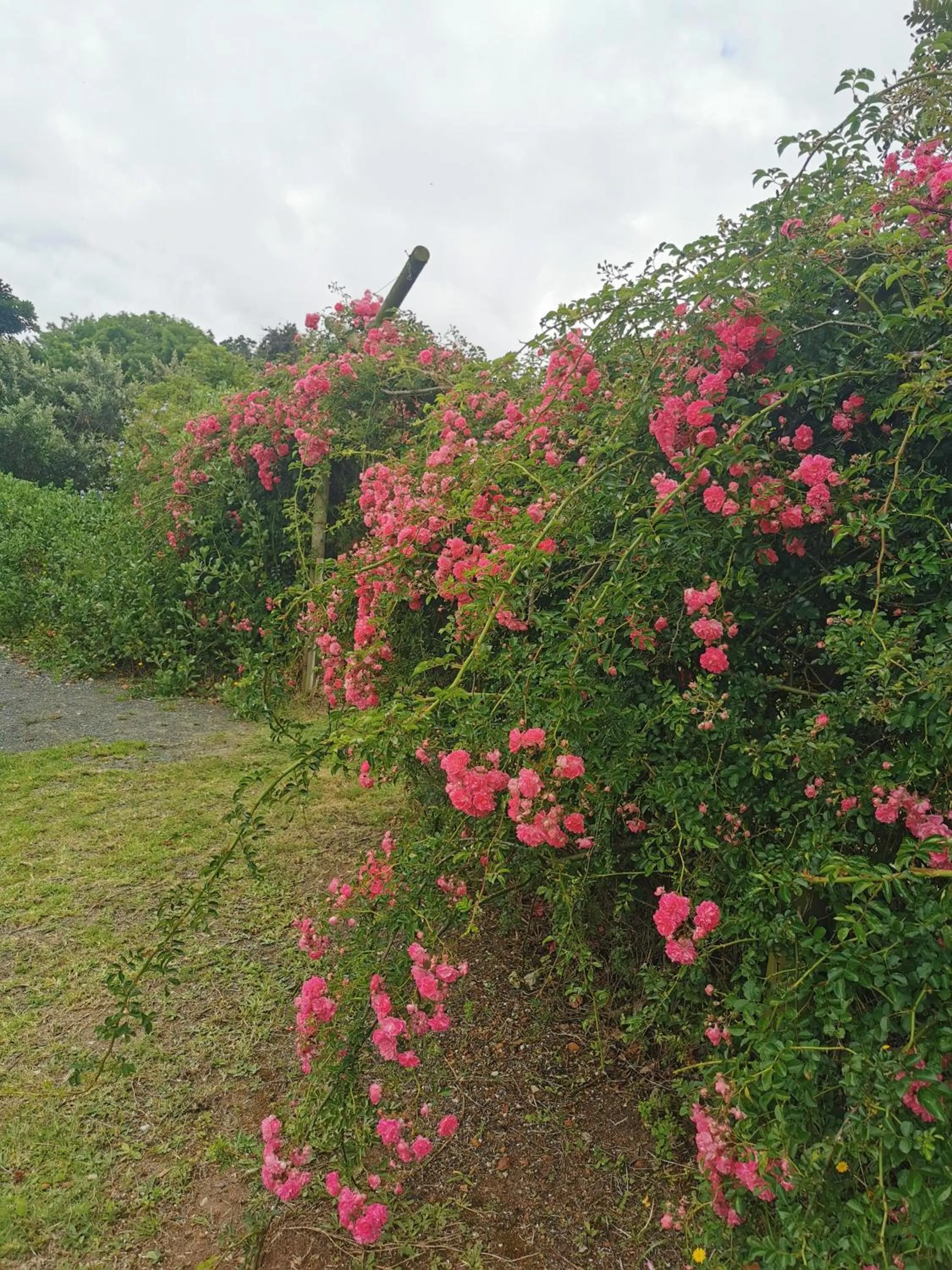 Spring in Little Louisa