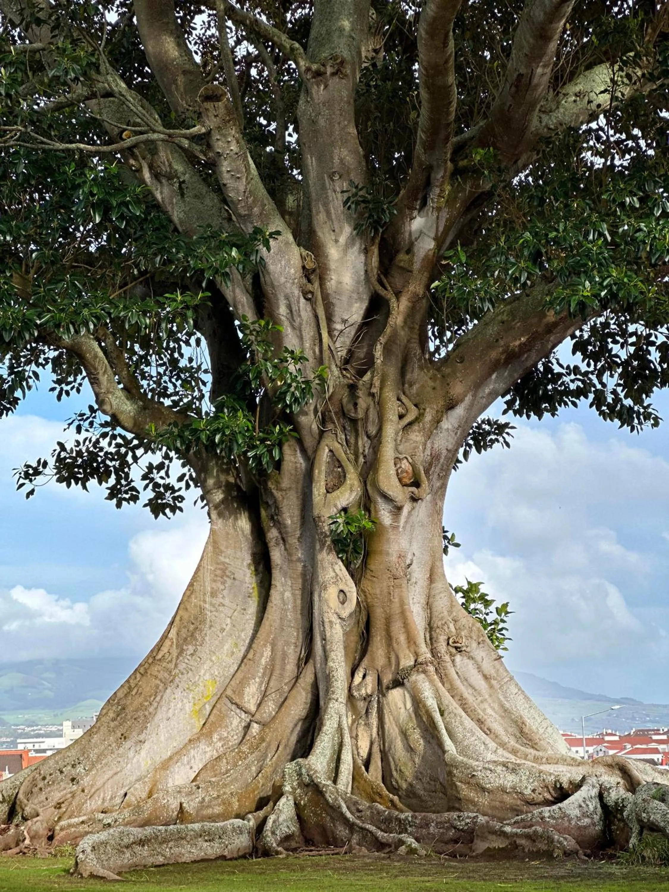 Natural landscape in Solar dos Cantos Botanic House & Garden