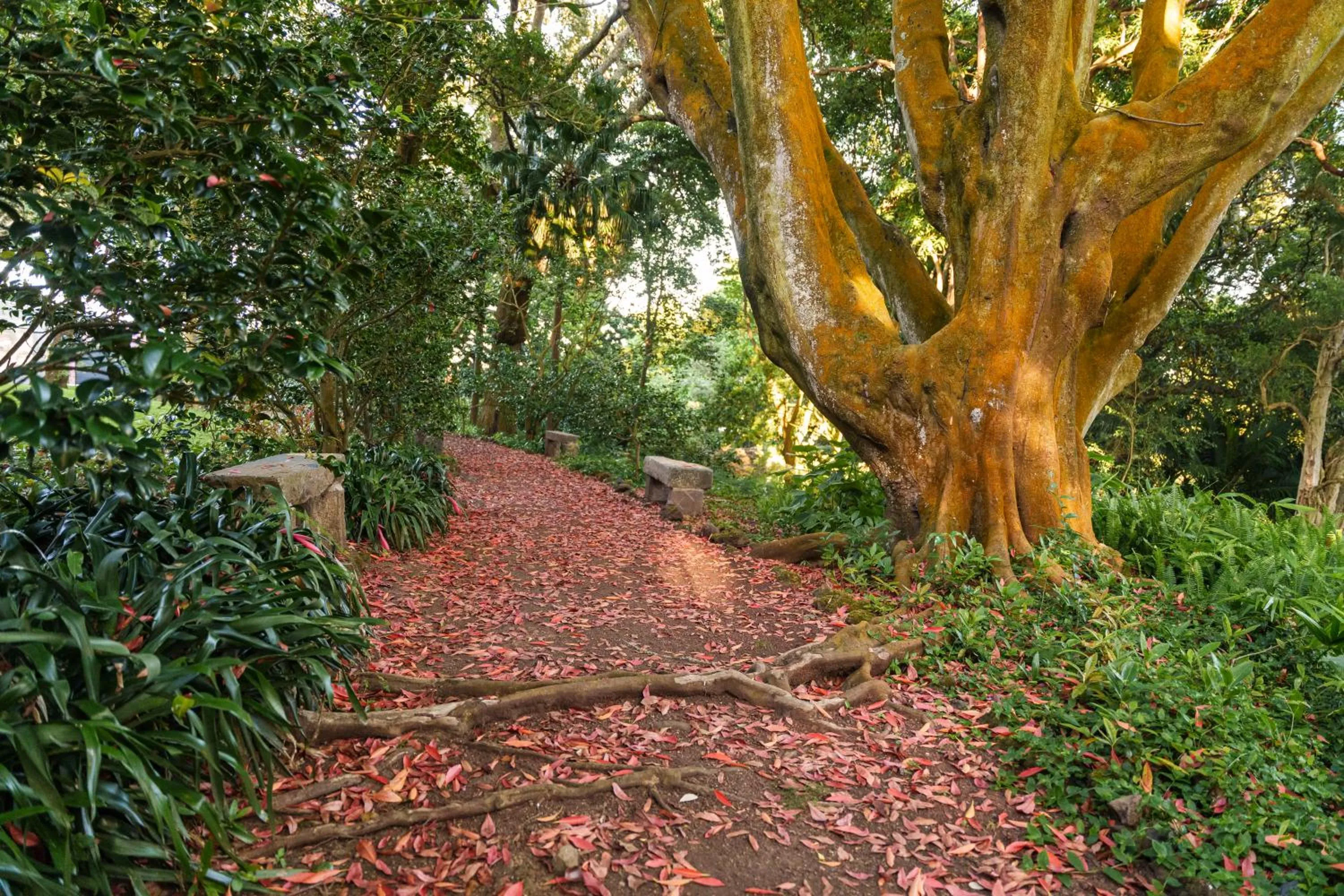 Garden in Solar dos Cantos Botanic House & Garden