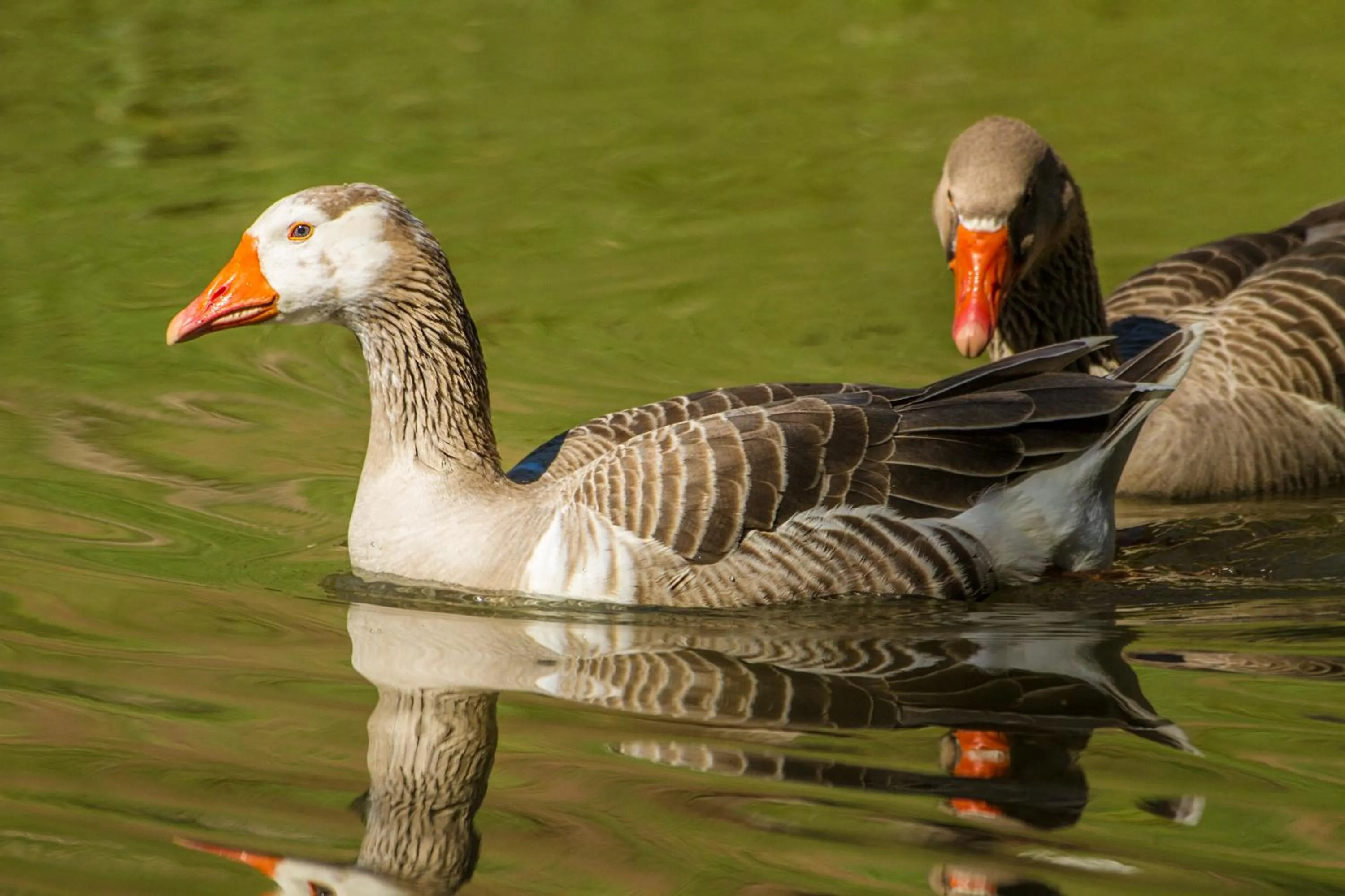 Pets in Pousada Céu de Luz - Próximo a Monte Verde