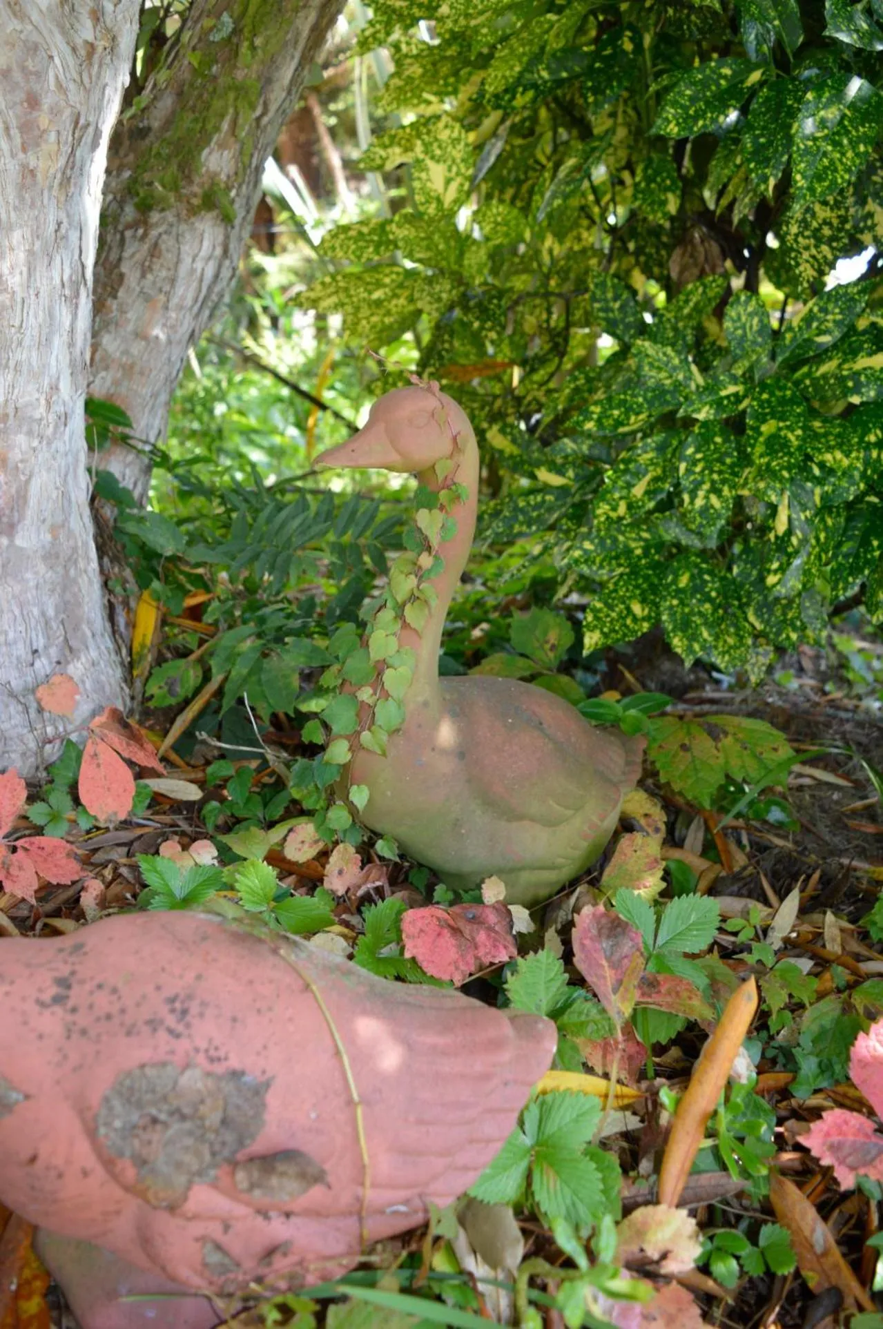 Garden in Magpie Cottage Homestay Bed & Breakfast