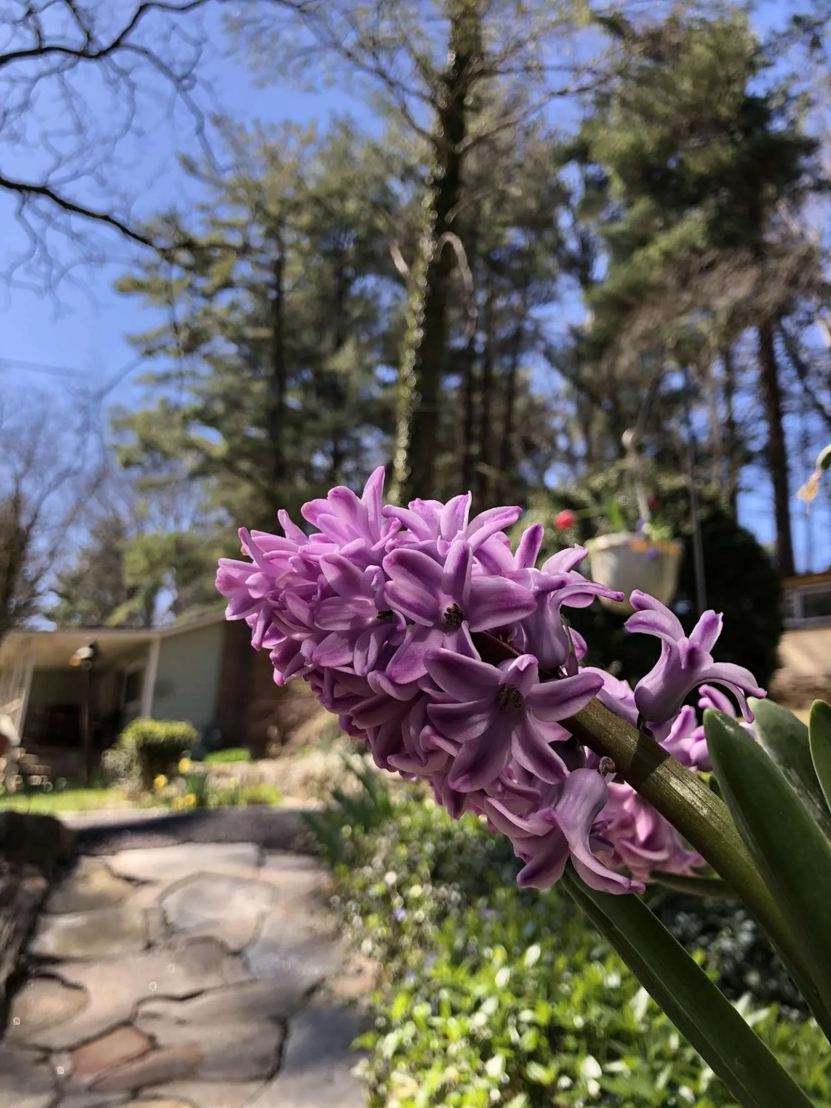 Spring in The Pines Cottages