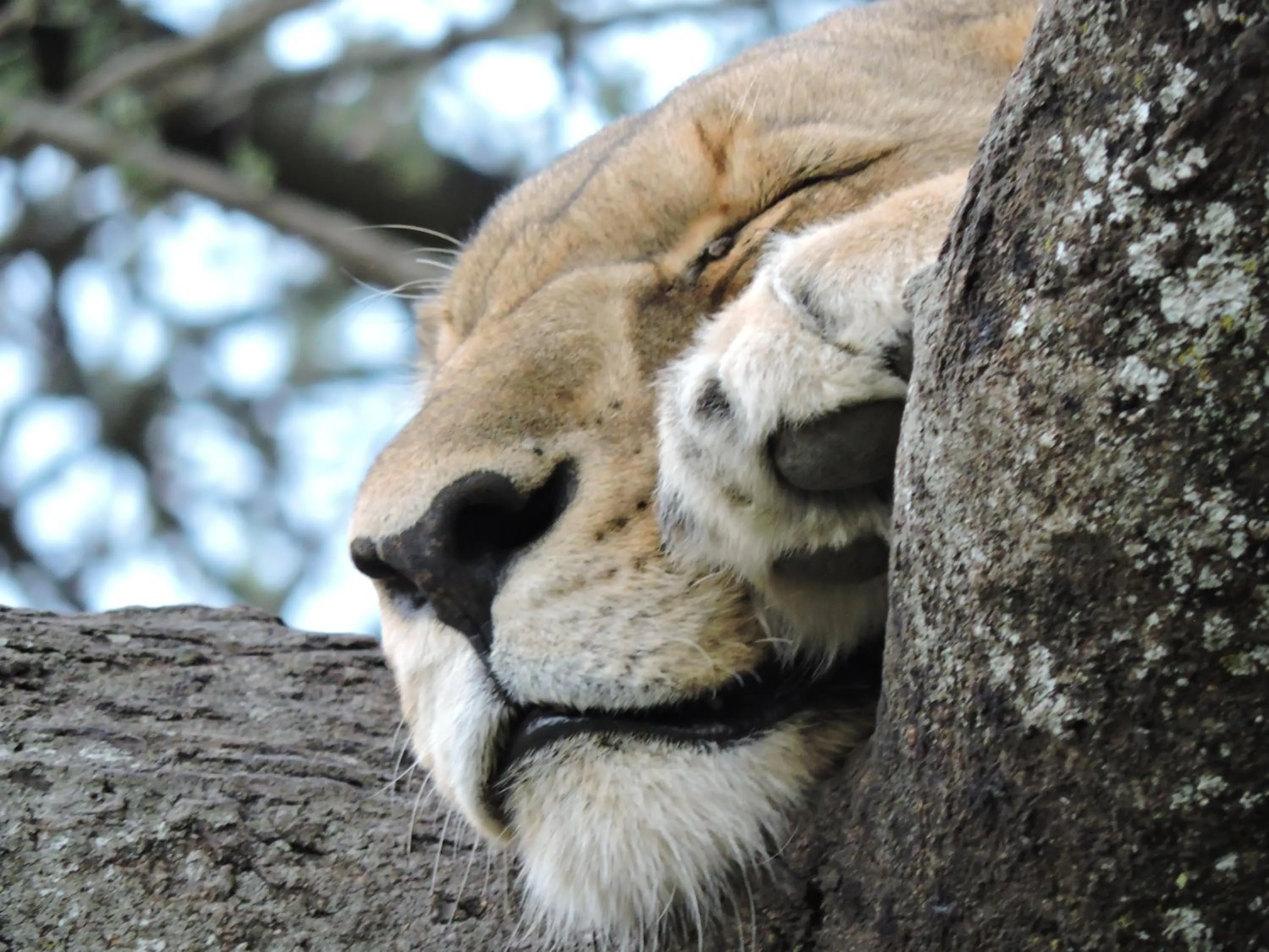 Animals in STC.SAFARI LODGE