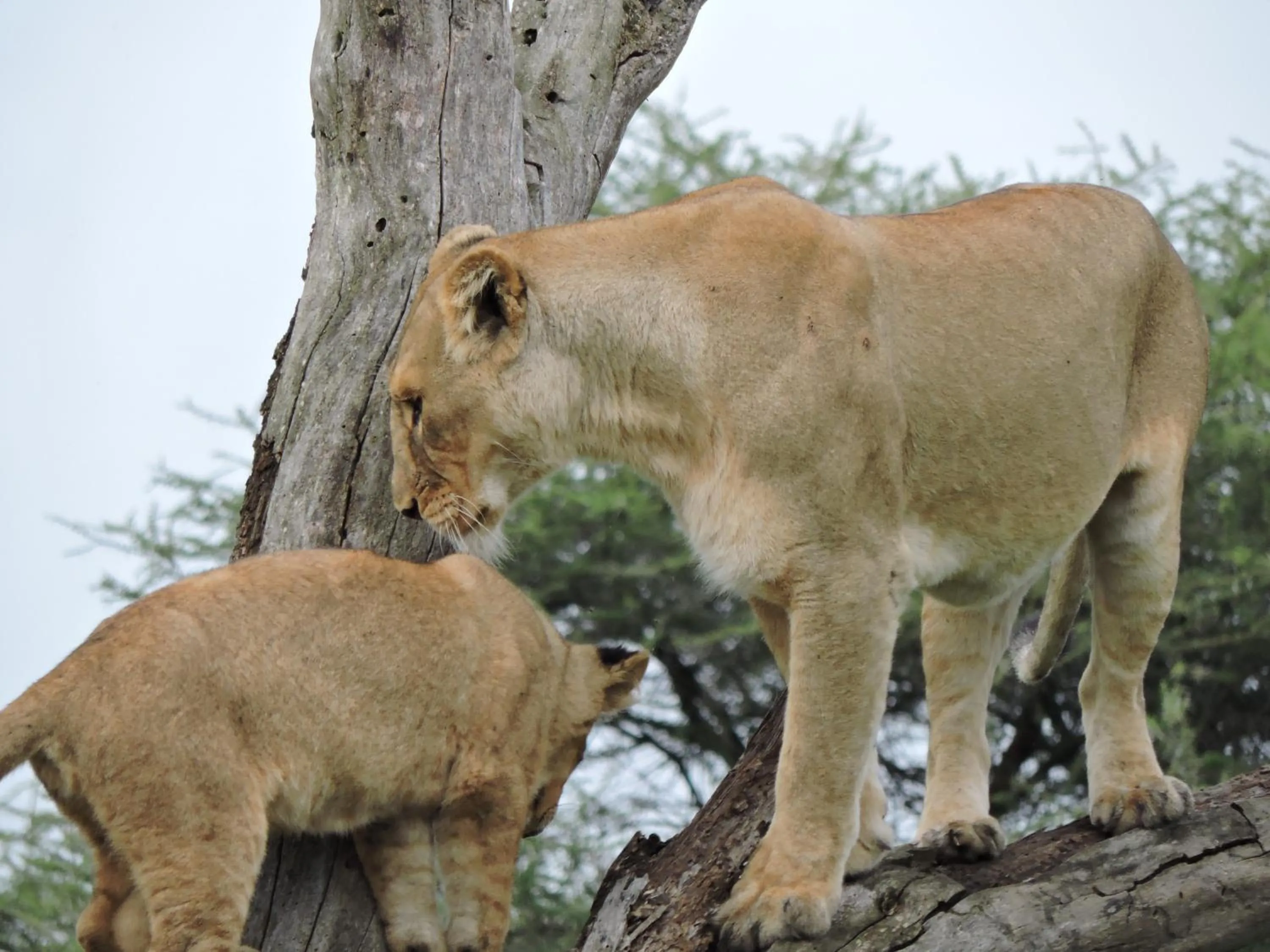 Animals in STC.SAFARI LODGE