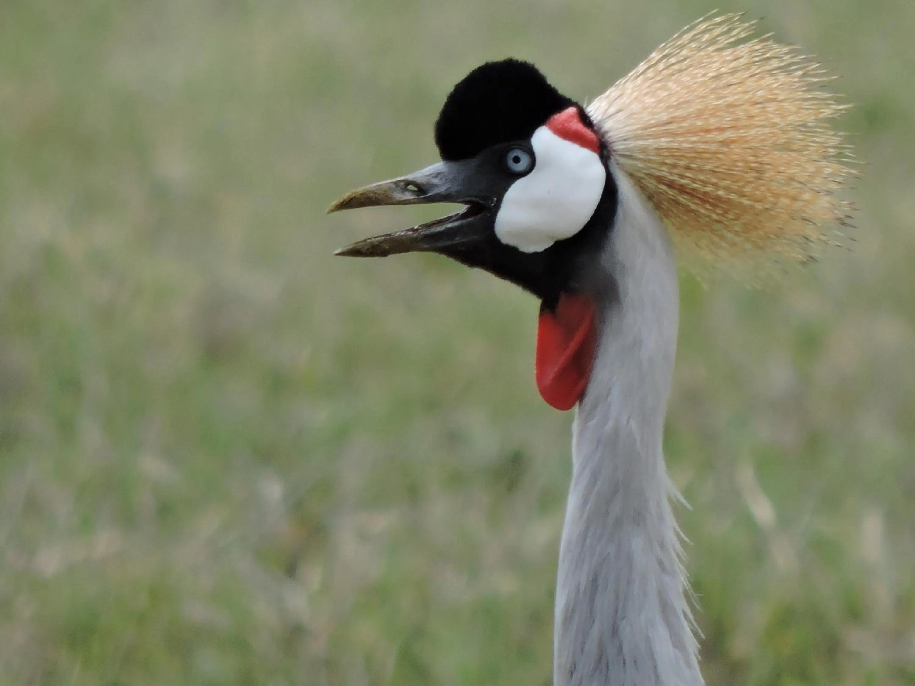 Animals in STC.SAFARI LODGE