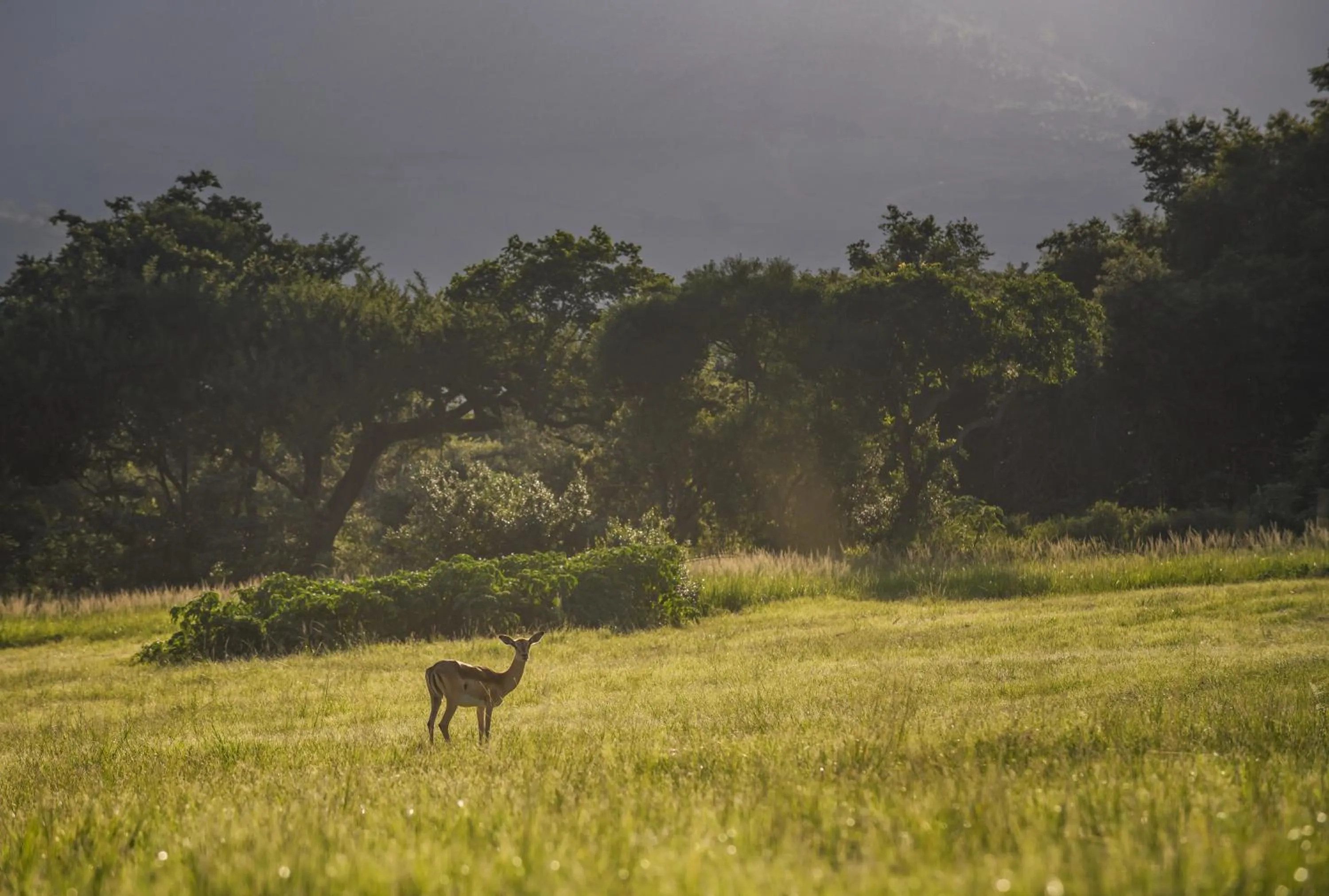 Animals in Caracal Lodge