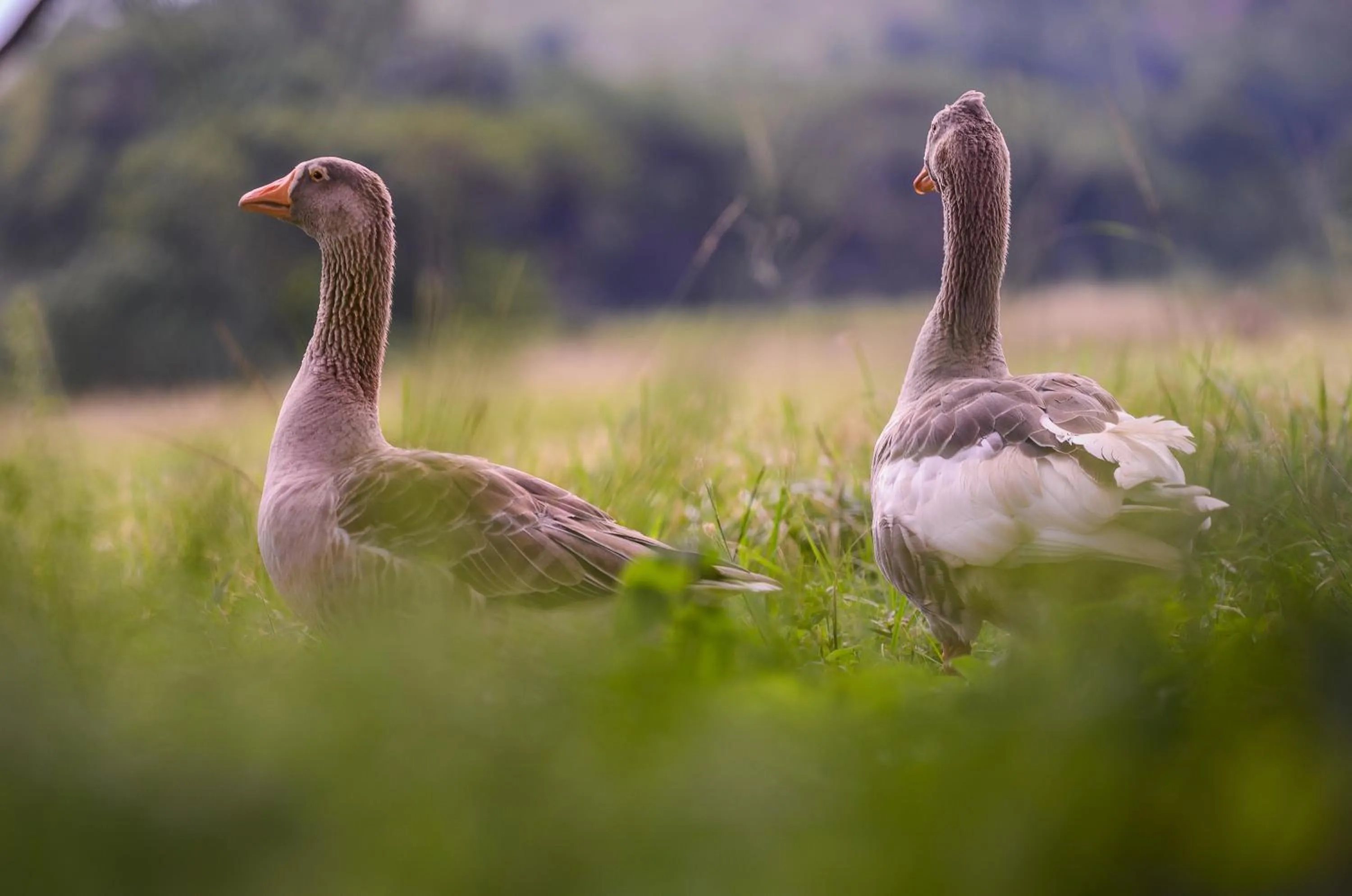 Animals in Caracal Lodge