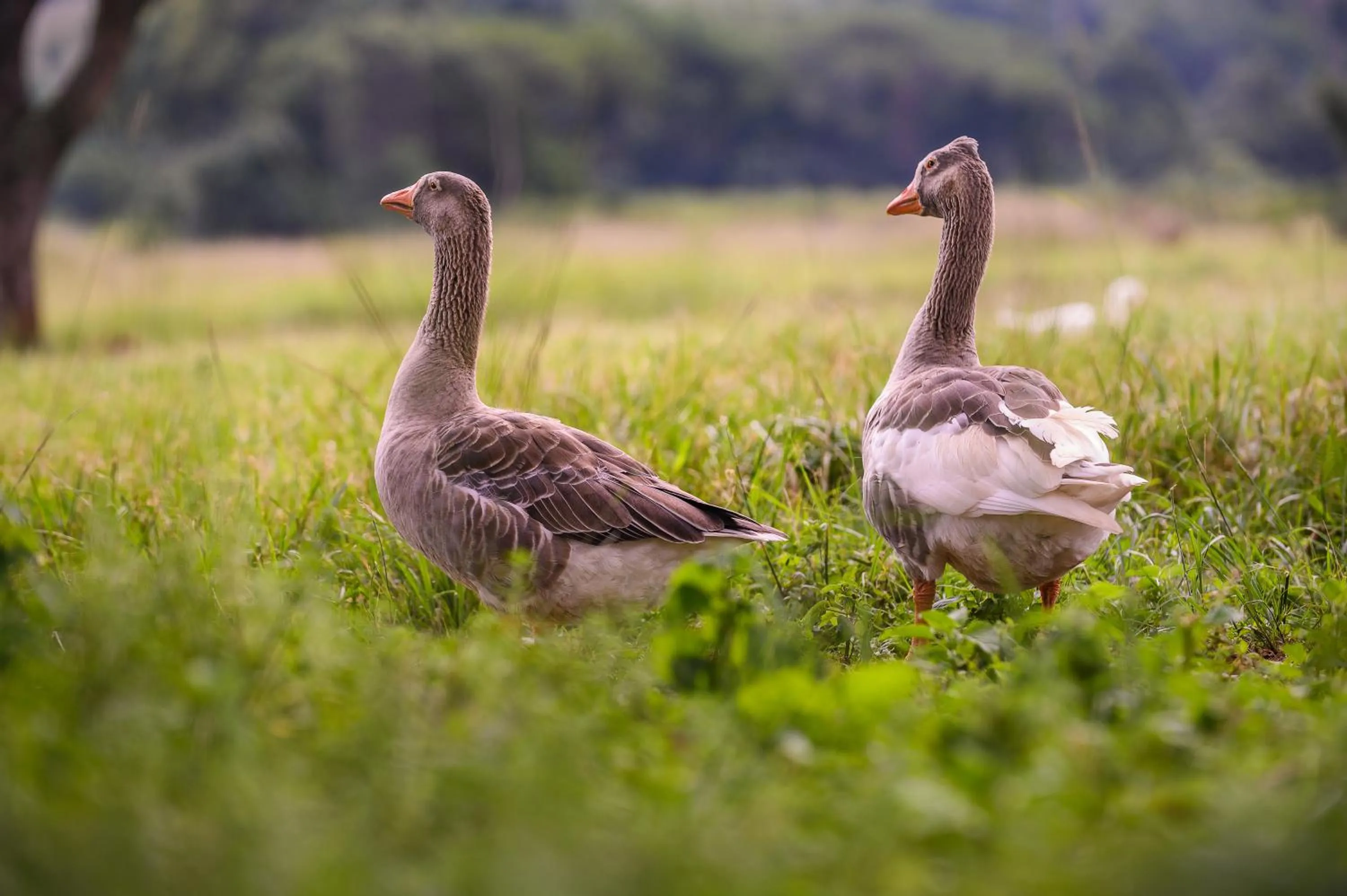 Animals in Caracal Lodge