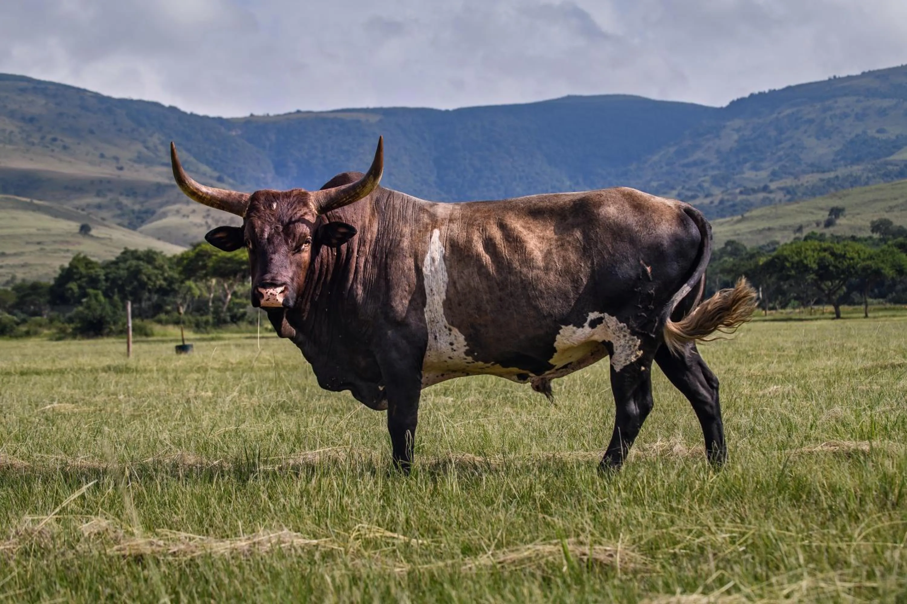 Animals in Caracal Lodge
