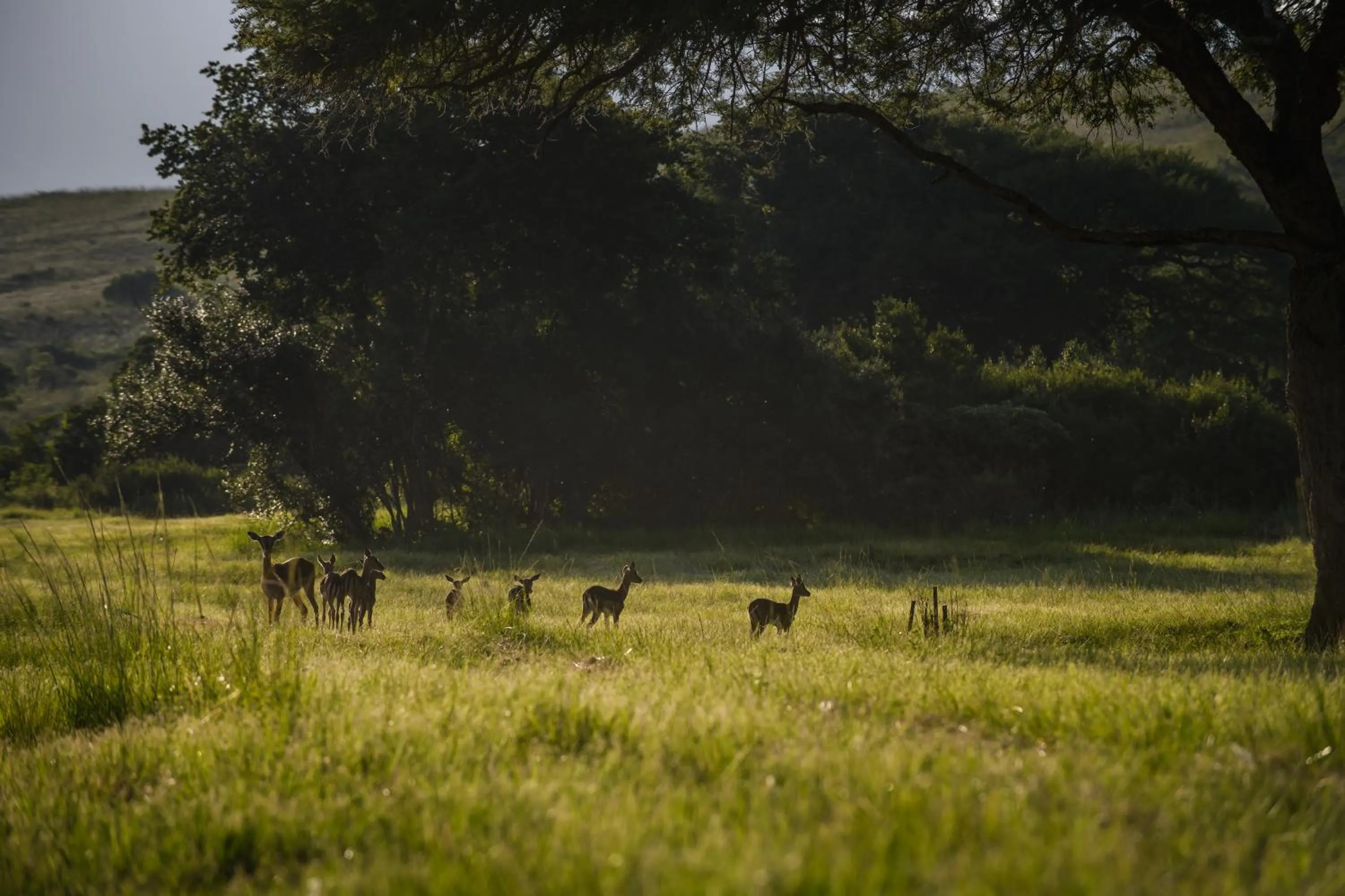 Animals in Caracal Lodge