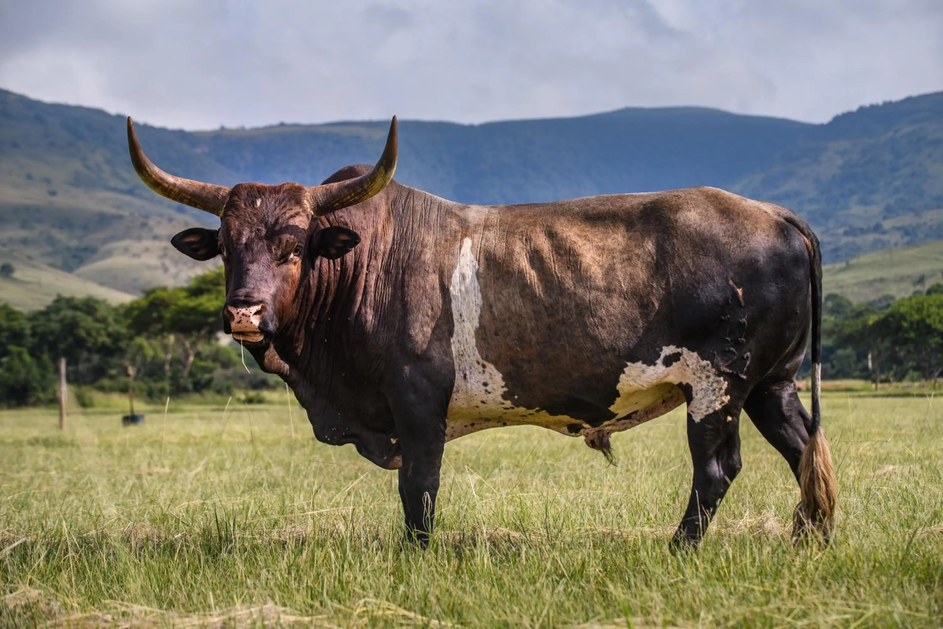 Animals in Caracal Lodge