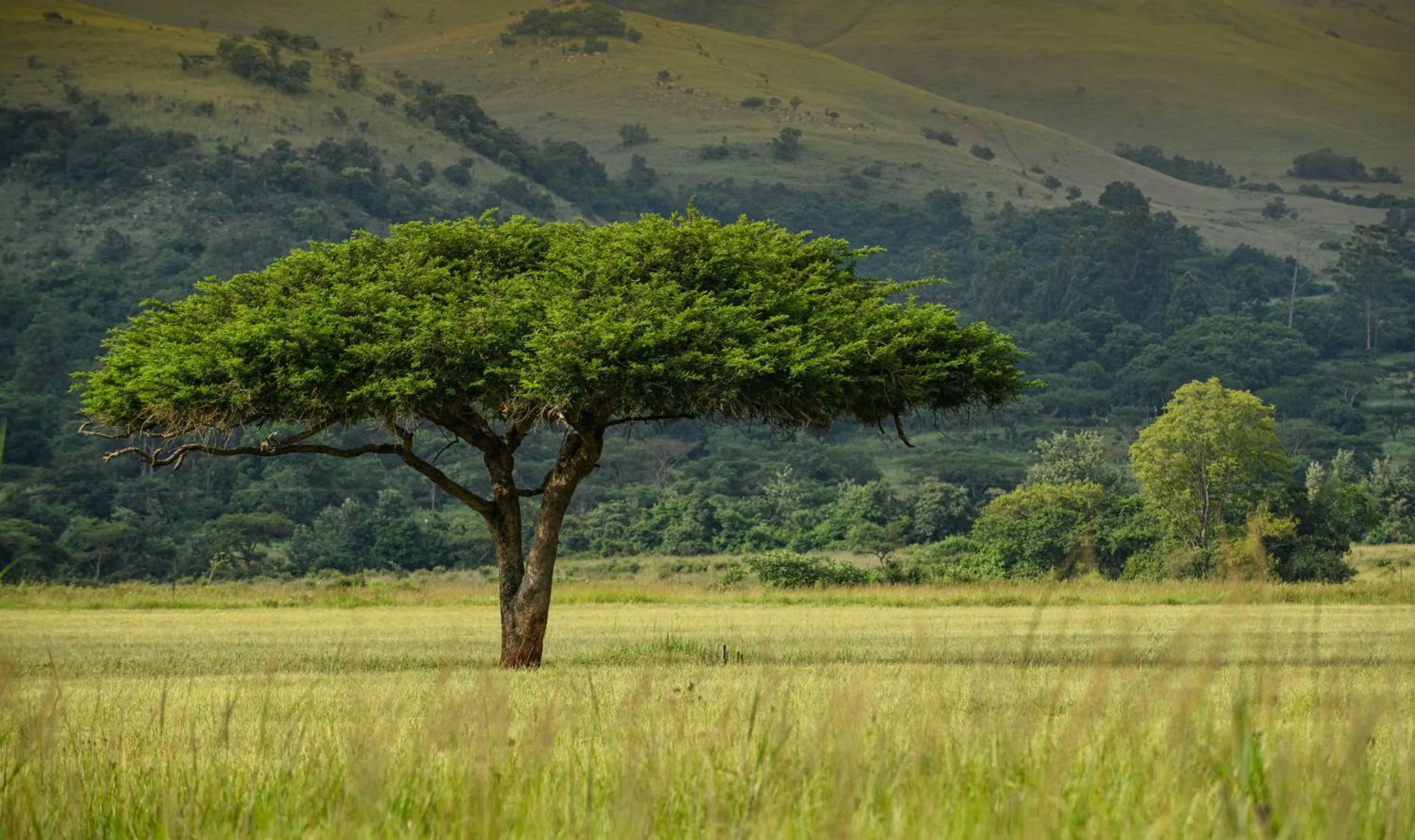 Natural landscape in Caracal Lodge
