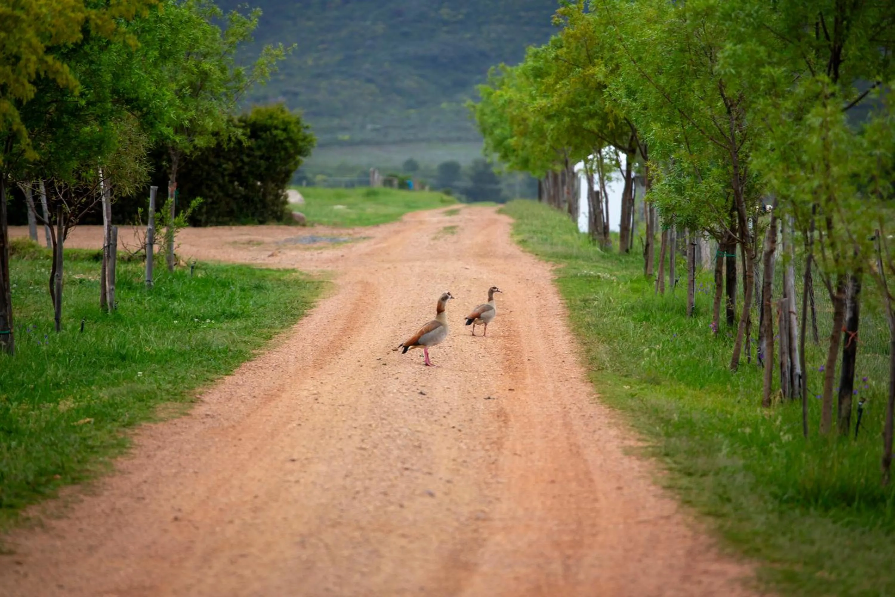 Animals in Raptor Rise Farm