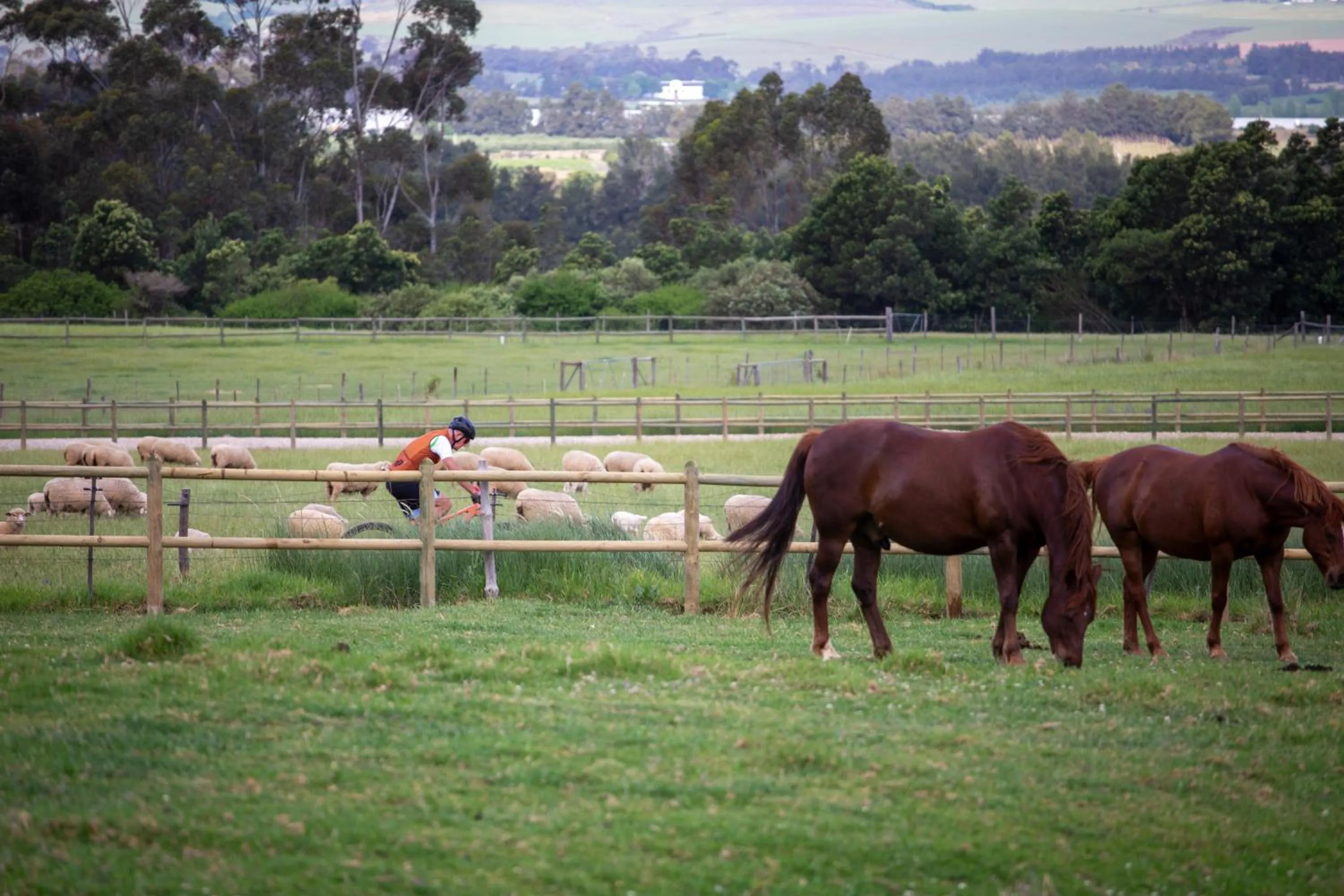Animals in Raptor Rise Farm