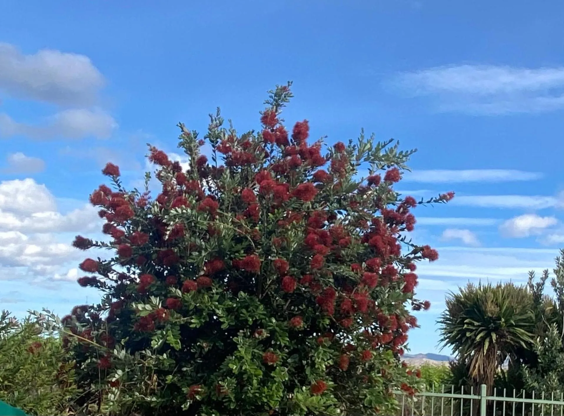 Garden view in Antares Homestay