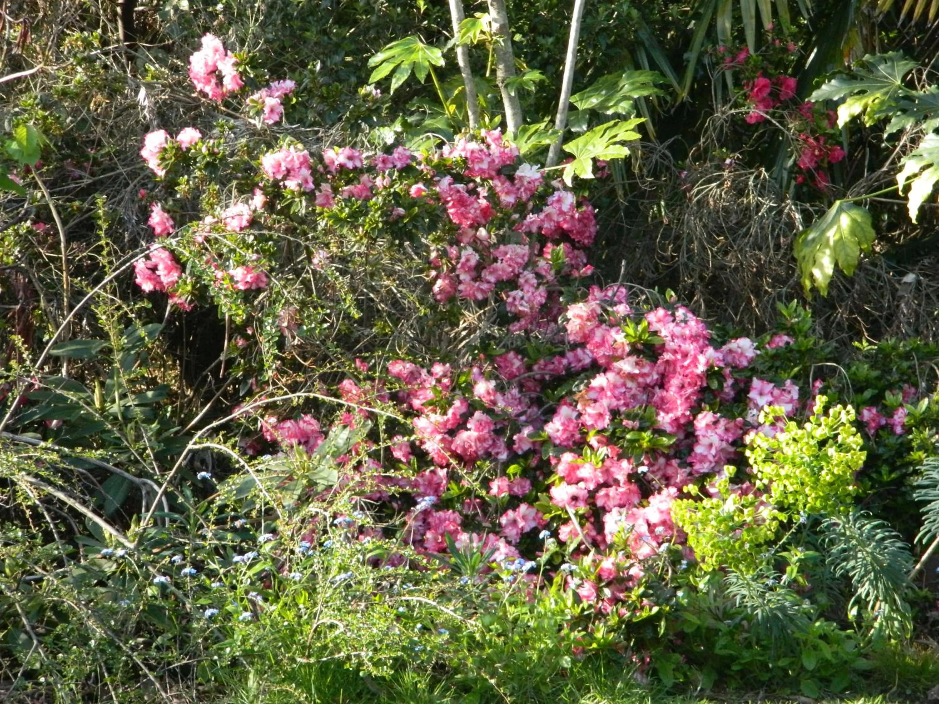 Garden in Antares Homestay