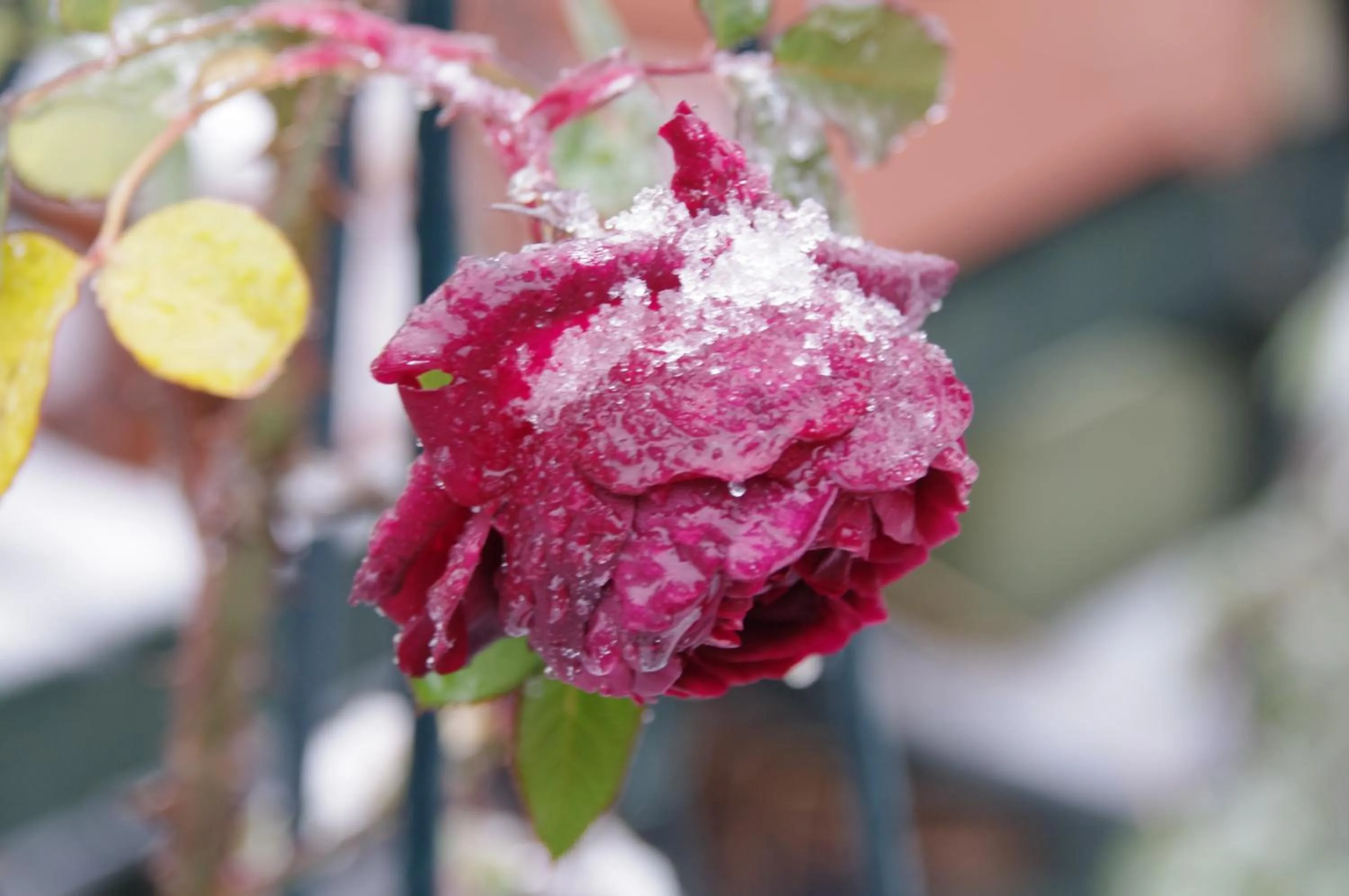 Garden in Tombouctou
