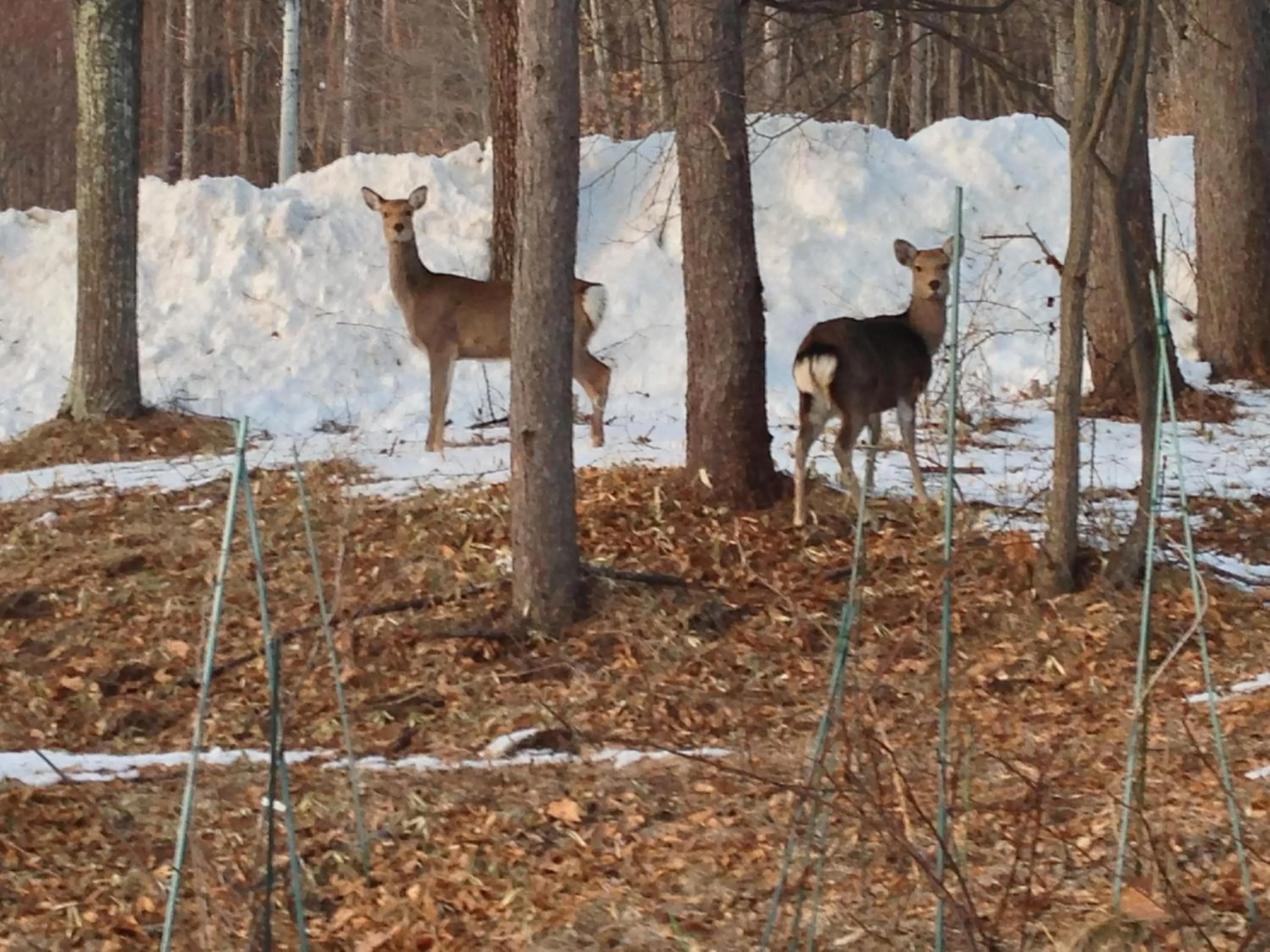 Garden in Tombouctou