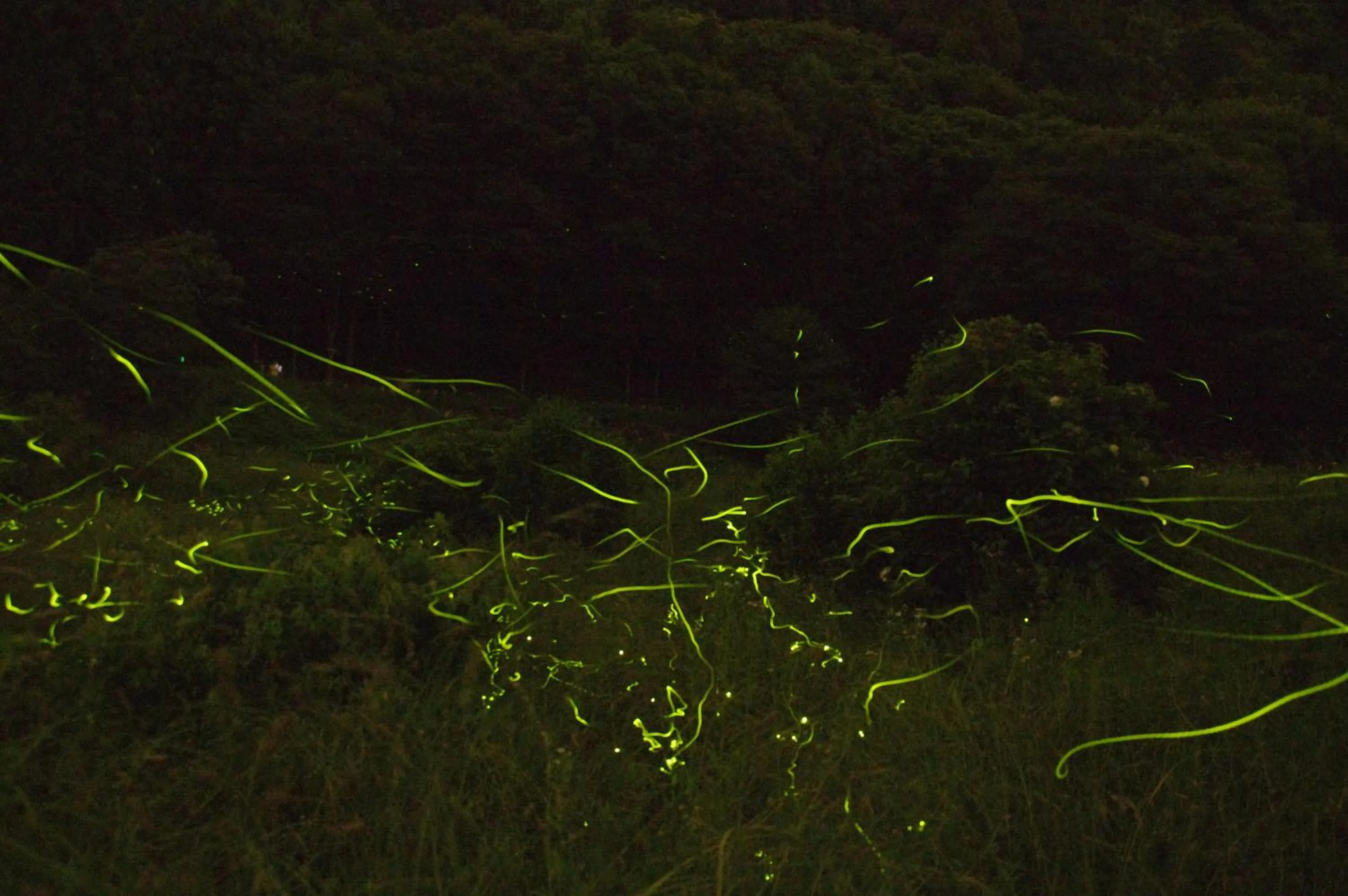 Summer in Tombouctou