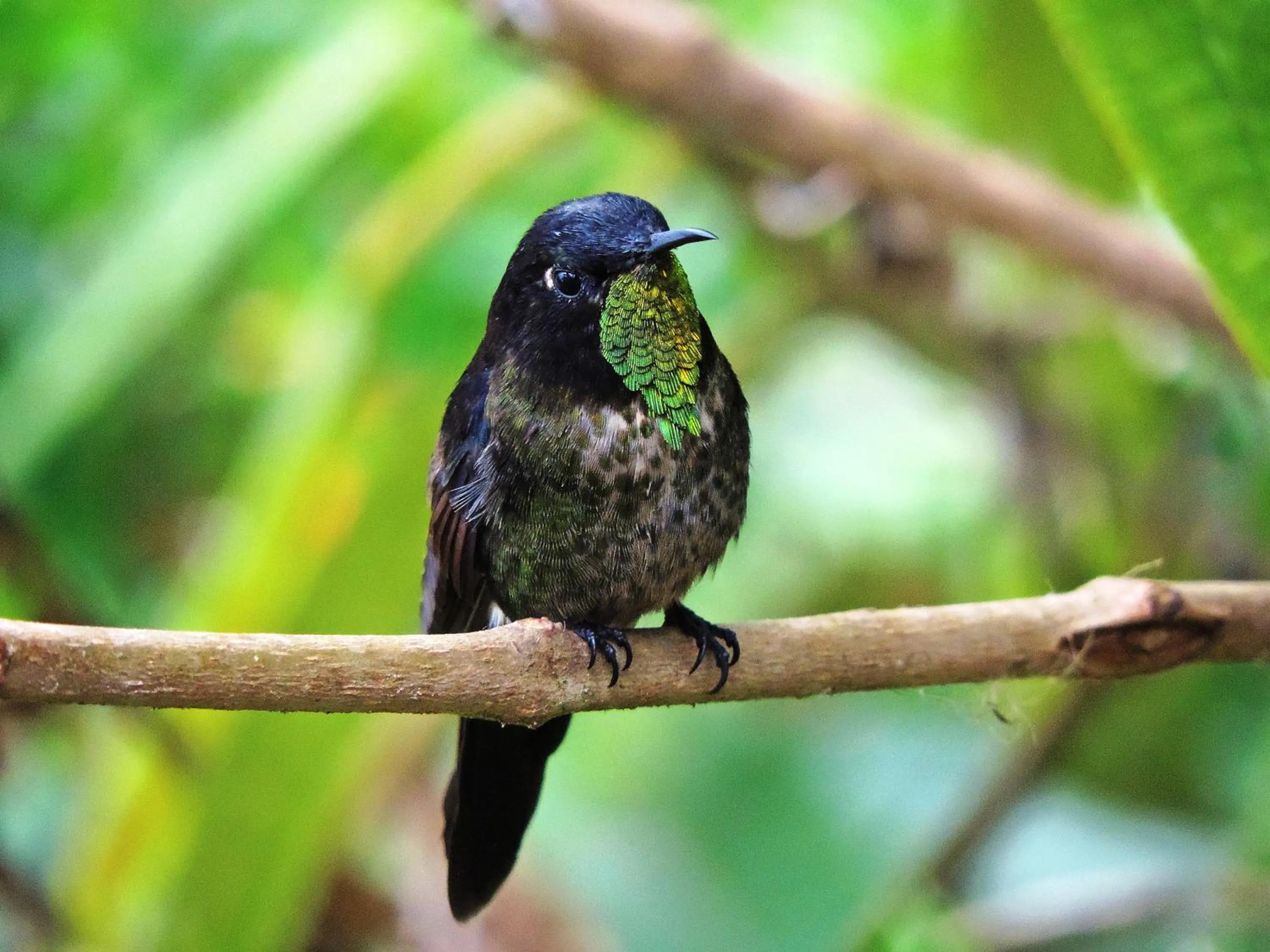 Minca El Dorado Reserve