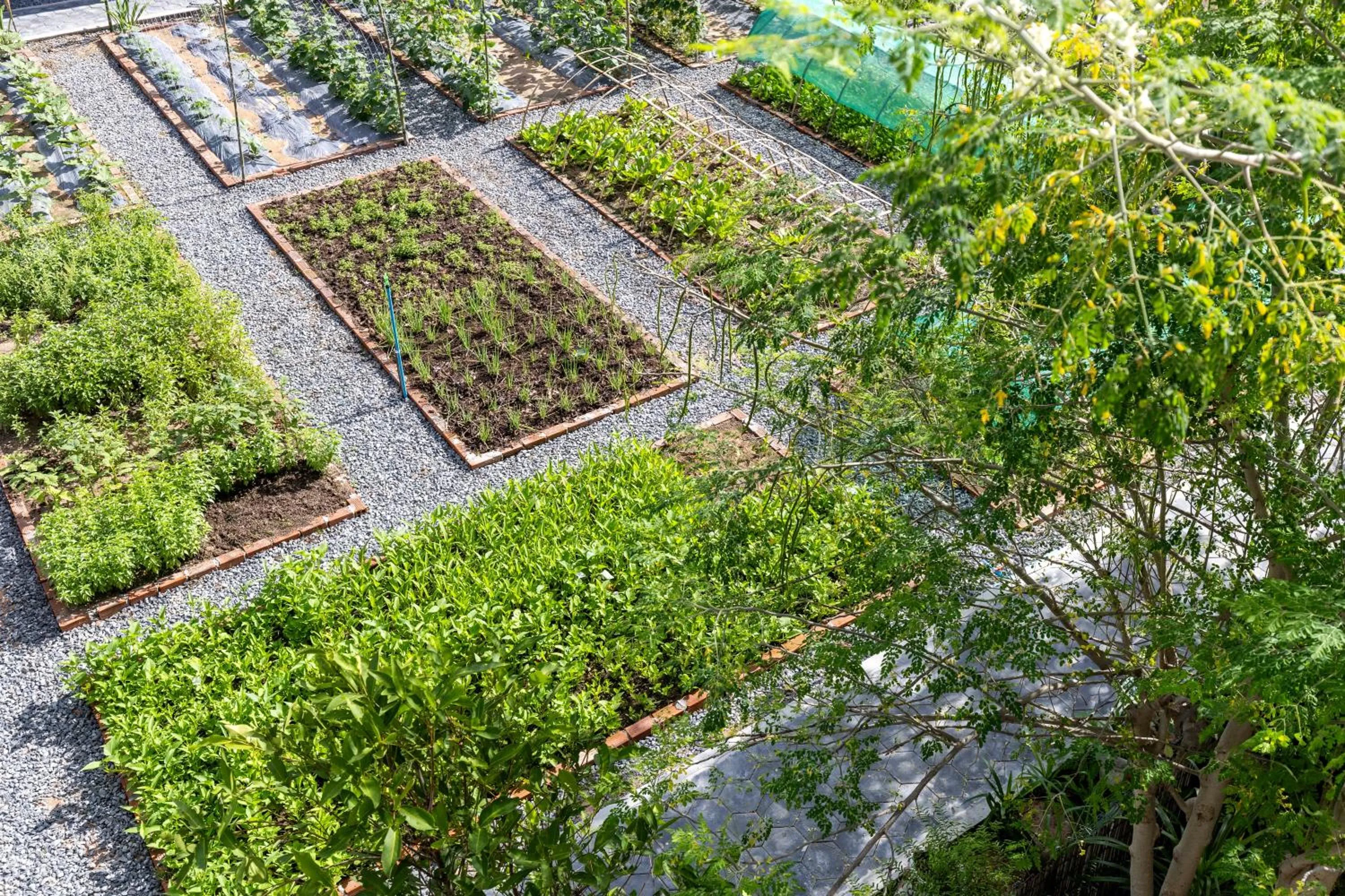 Garden in Moringa Tree Maison
