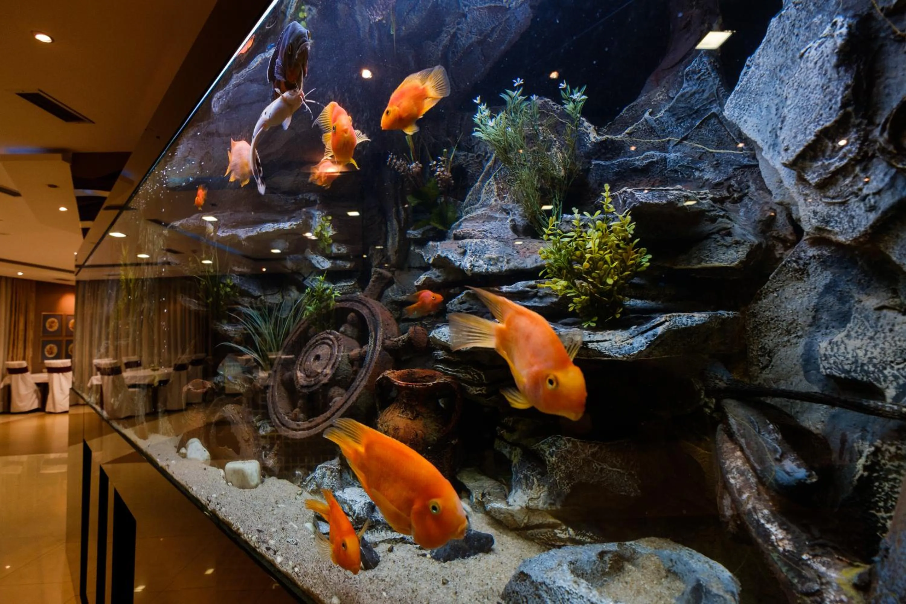 Animals in Apart K Apartments