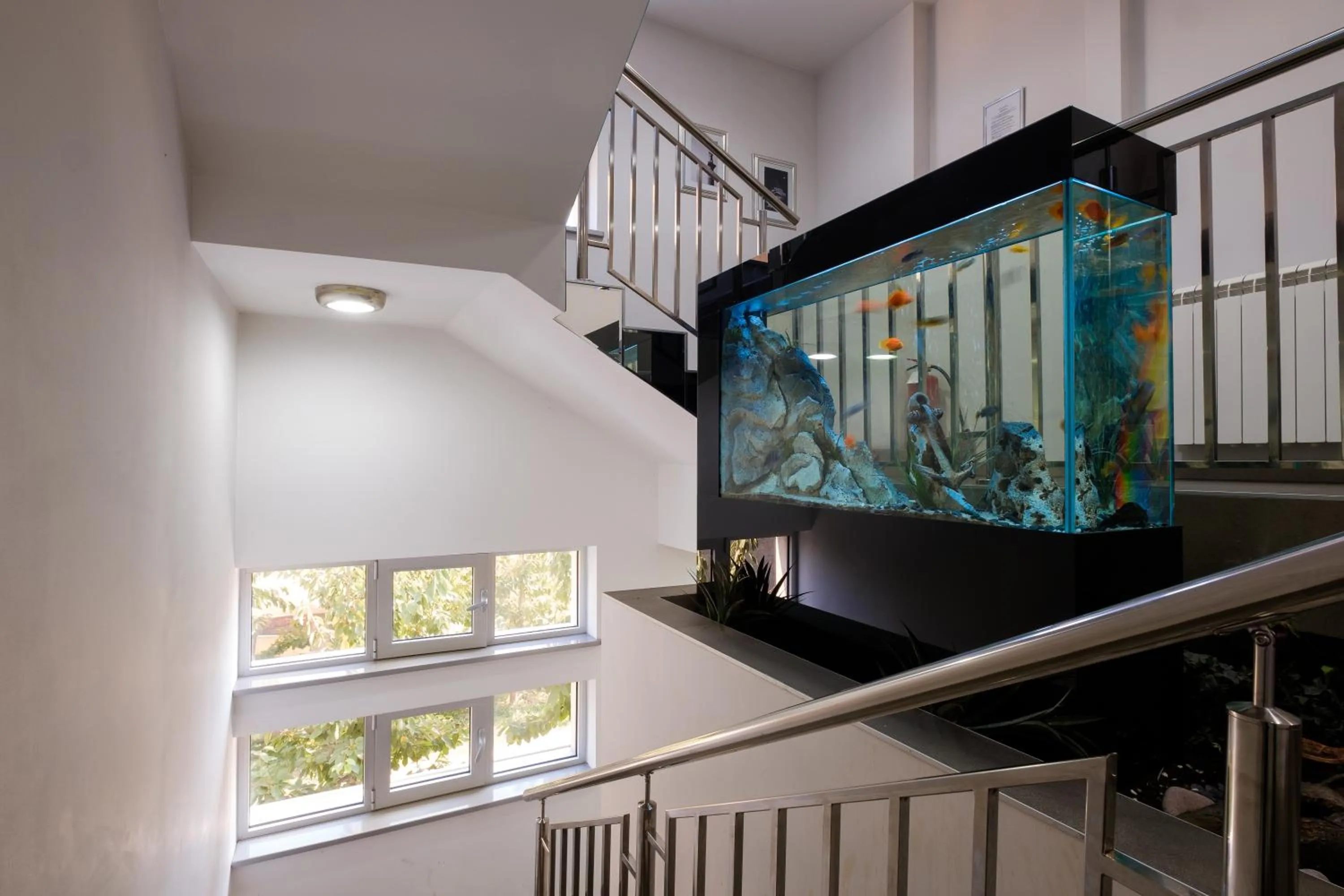 Animals in Apart K Apartments